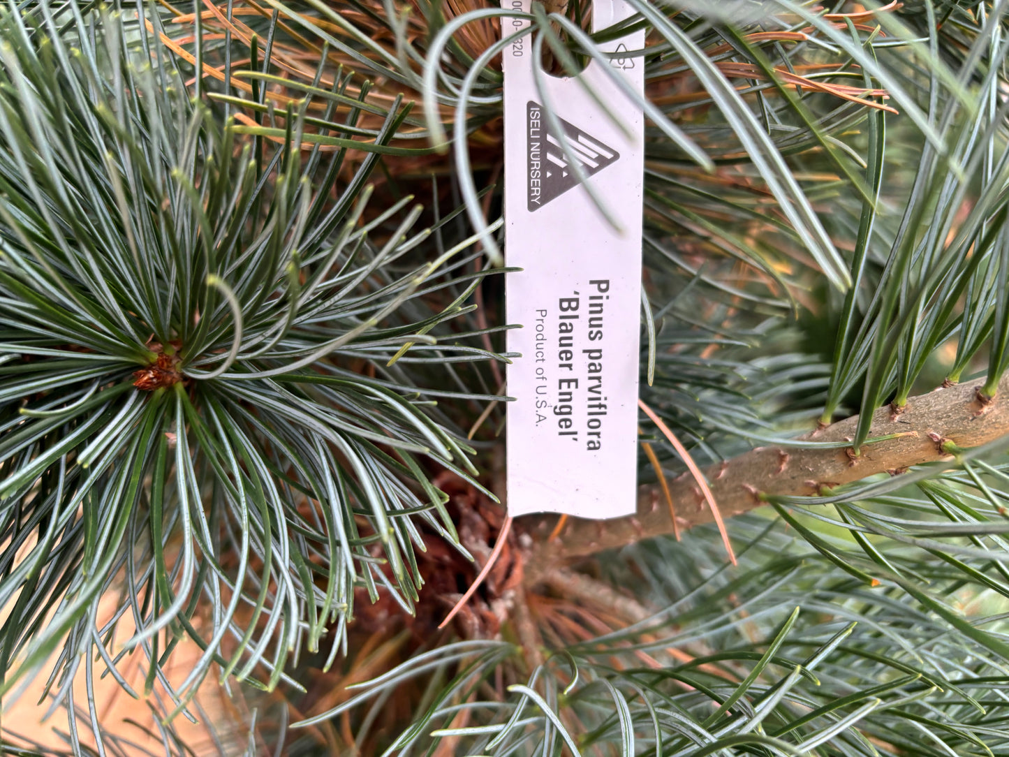 Pinus parviflora ‘Blauer Engel’