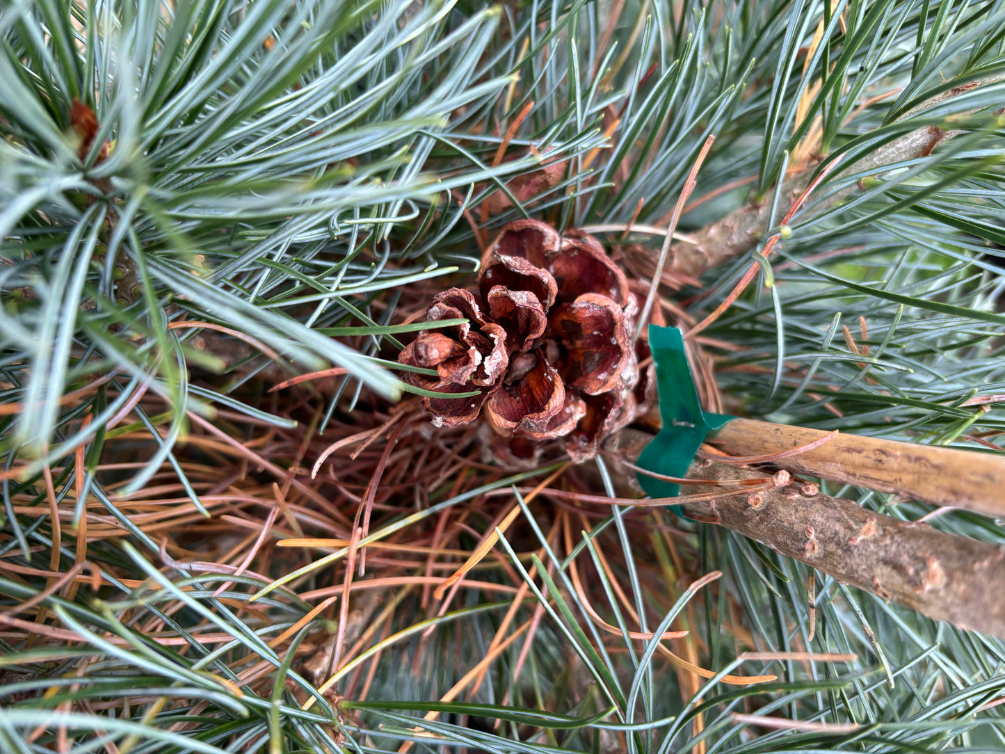Pinus parviflora ‘Blauer Engel’
