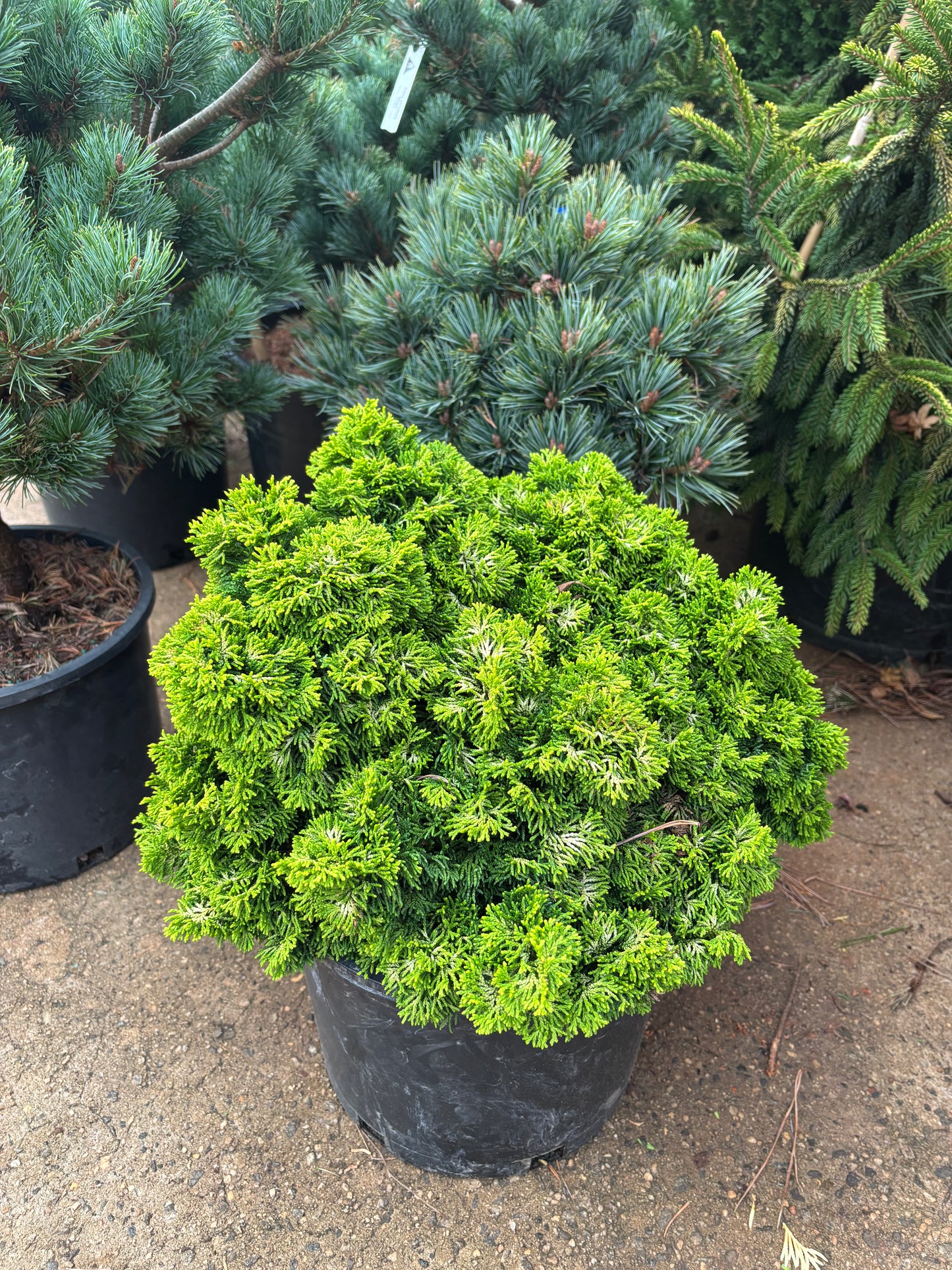 Chamaecyparis obtusa ‘Butterball’ Hinoki Cypress