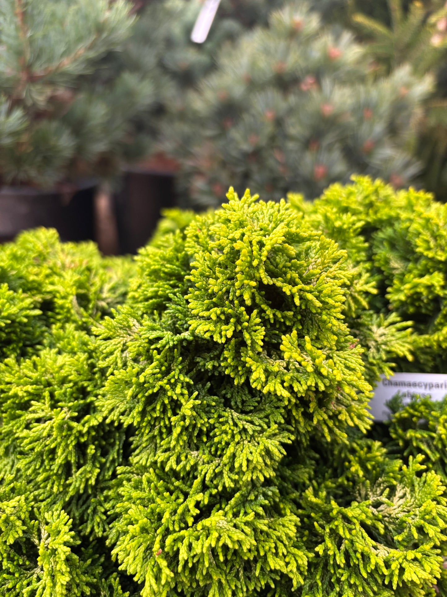 Chamaecyparis obtusa ‘Butterball’ Hinoki Cypress