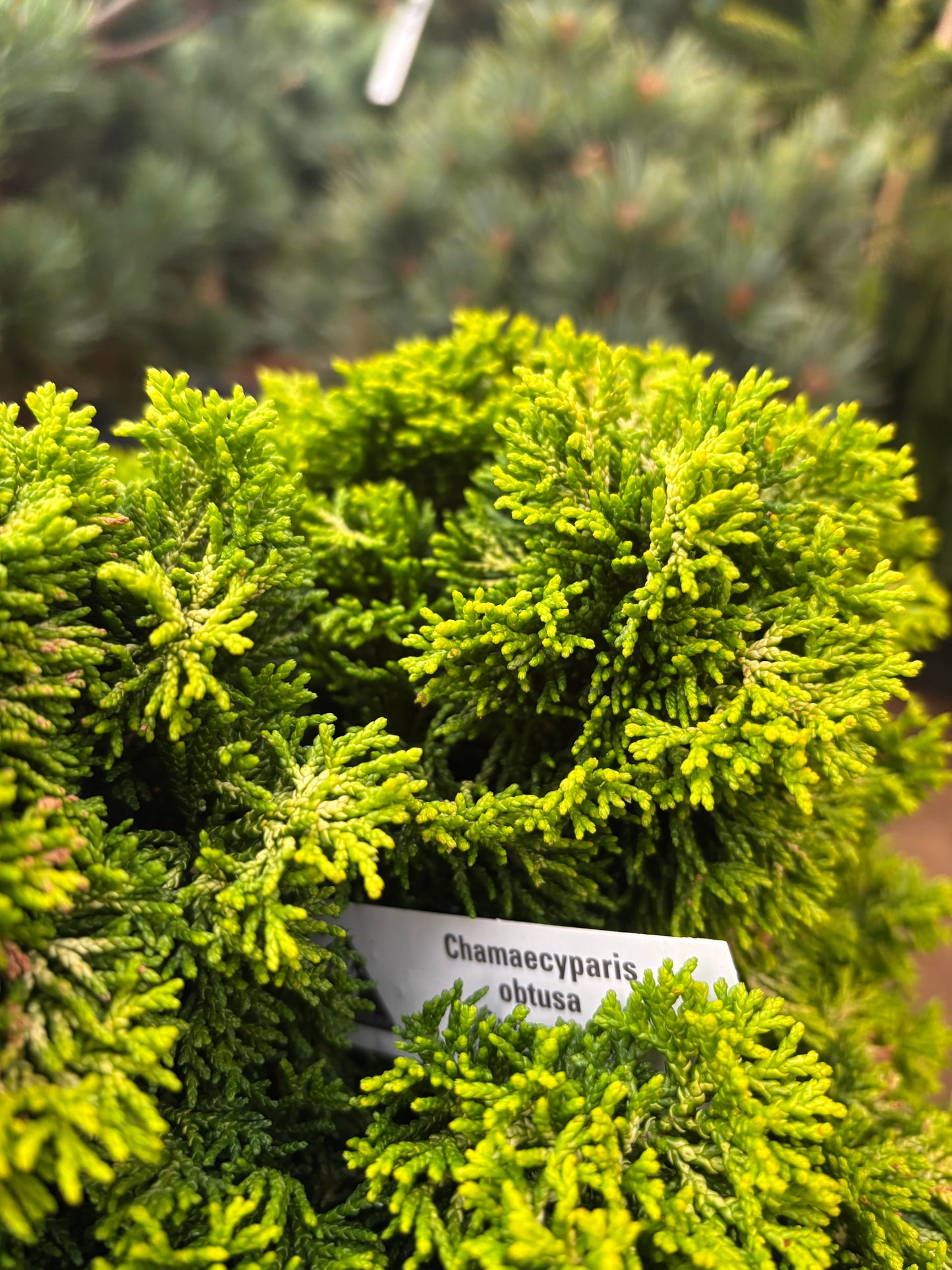 Chamaecyparis obtusa ‘Butterball’ Hinoki Cypress