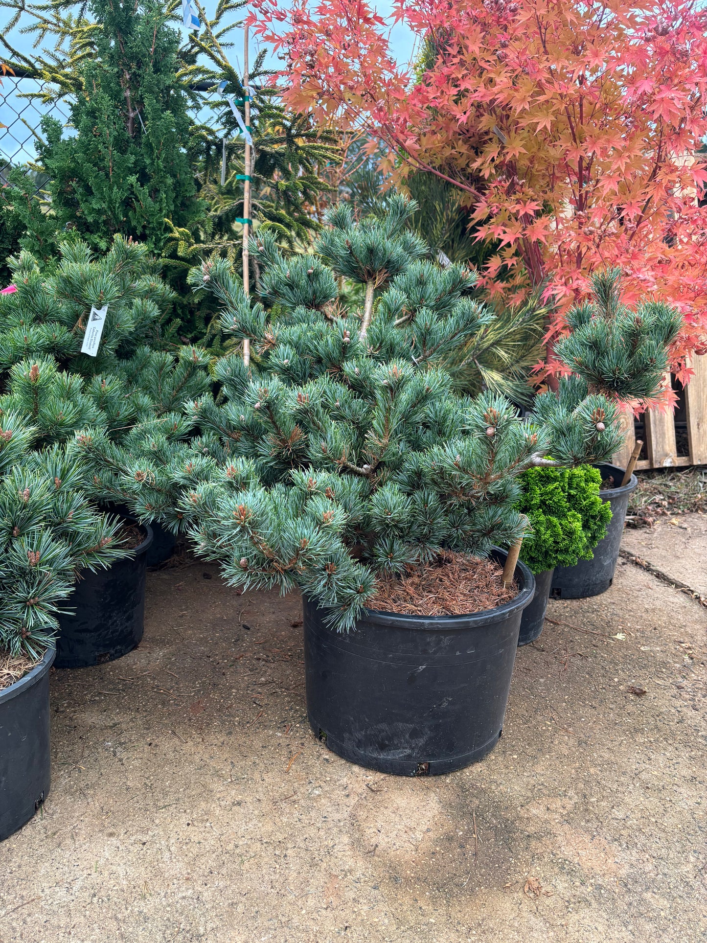 Pinus parviflora ‘Kinpo’