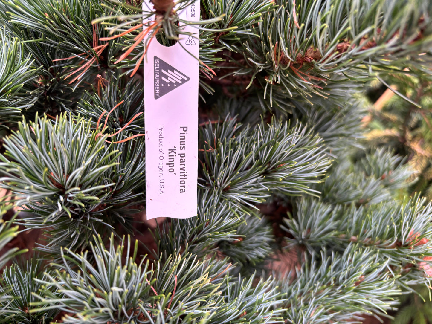 Pinus parviflora ‘Kinpo’