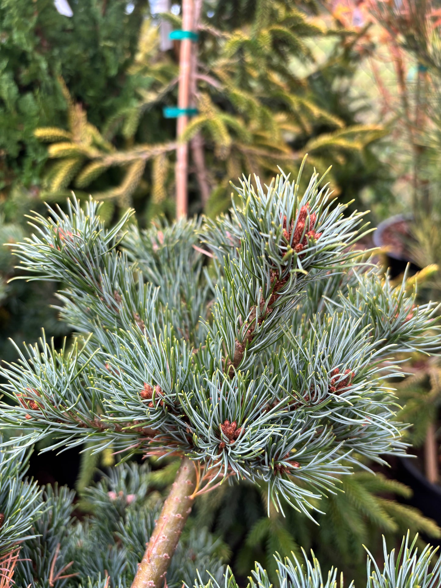 Pinus parviflora ‘Kinpo’