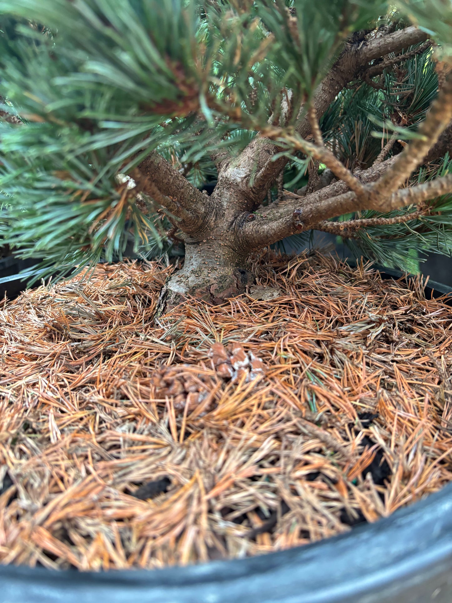 Pinus parviflora ‘Kinpo’
