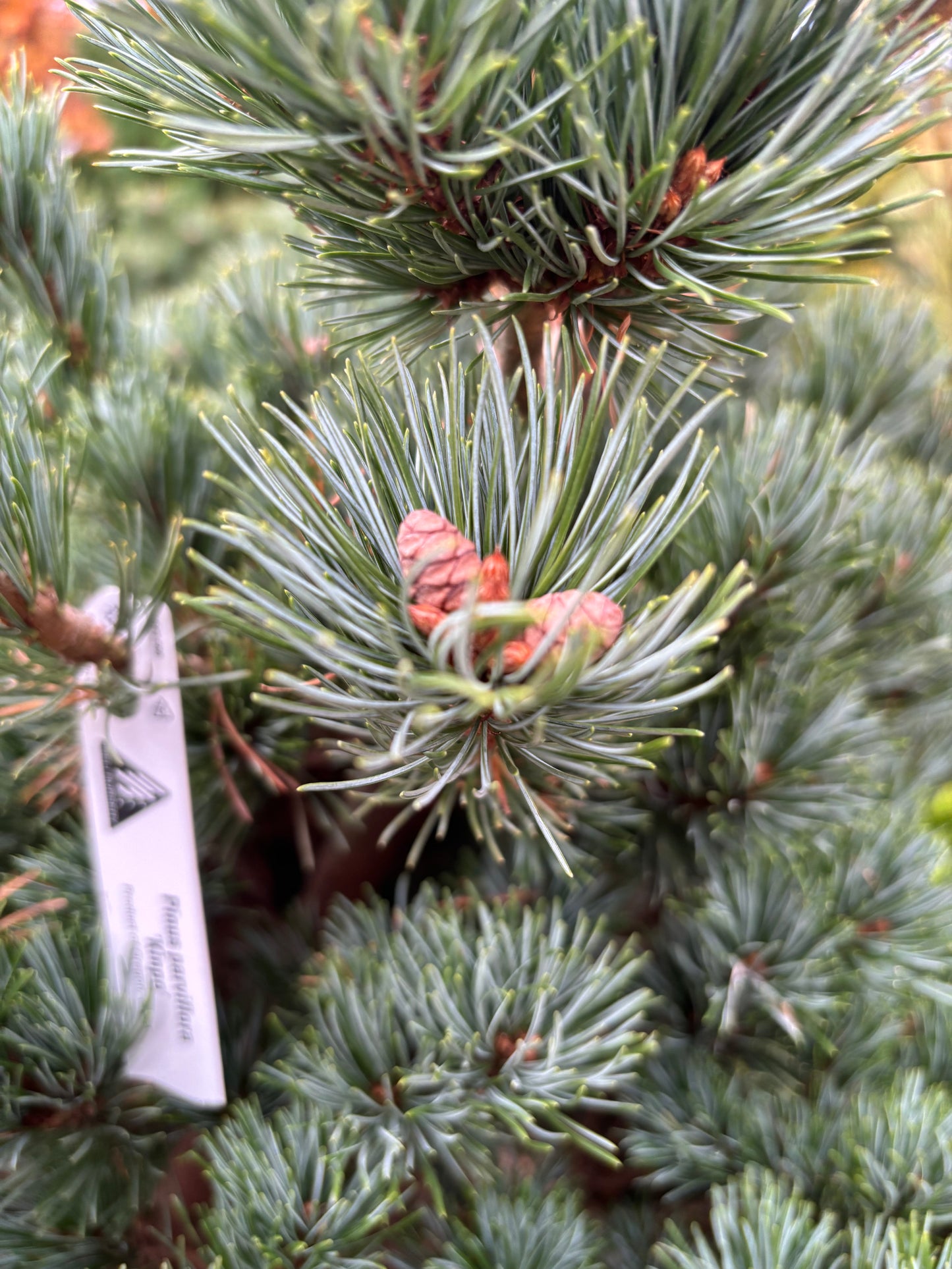 Pinus parviflora ‘Kinpo’