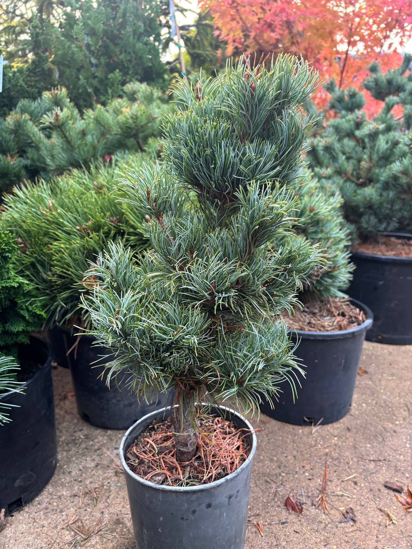 Pinus parviflora ‘Bergman’