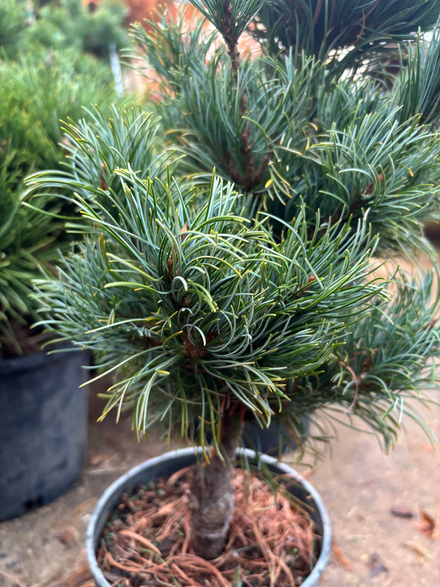 Pinus parviflora ‘Bergman’