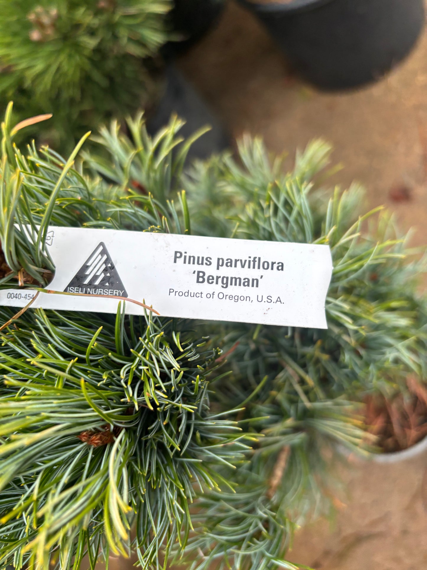 Pinus parviflora ‘Bergman’