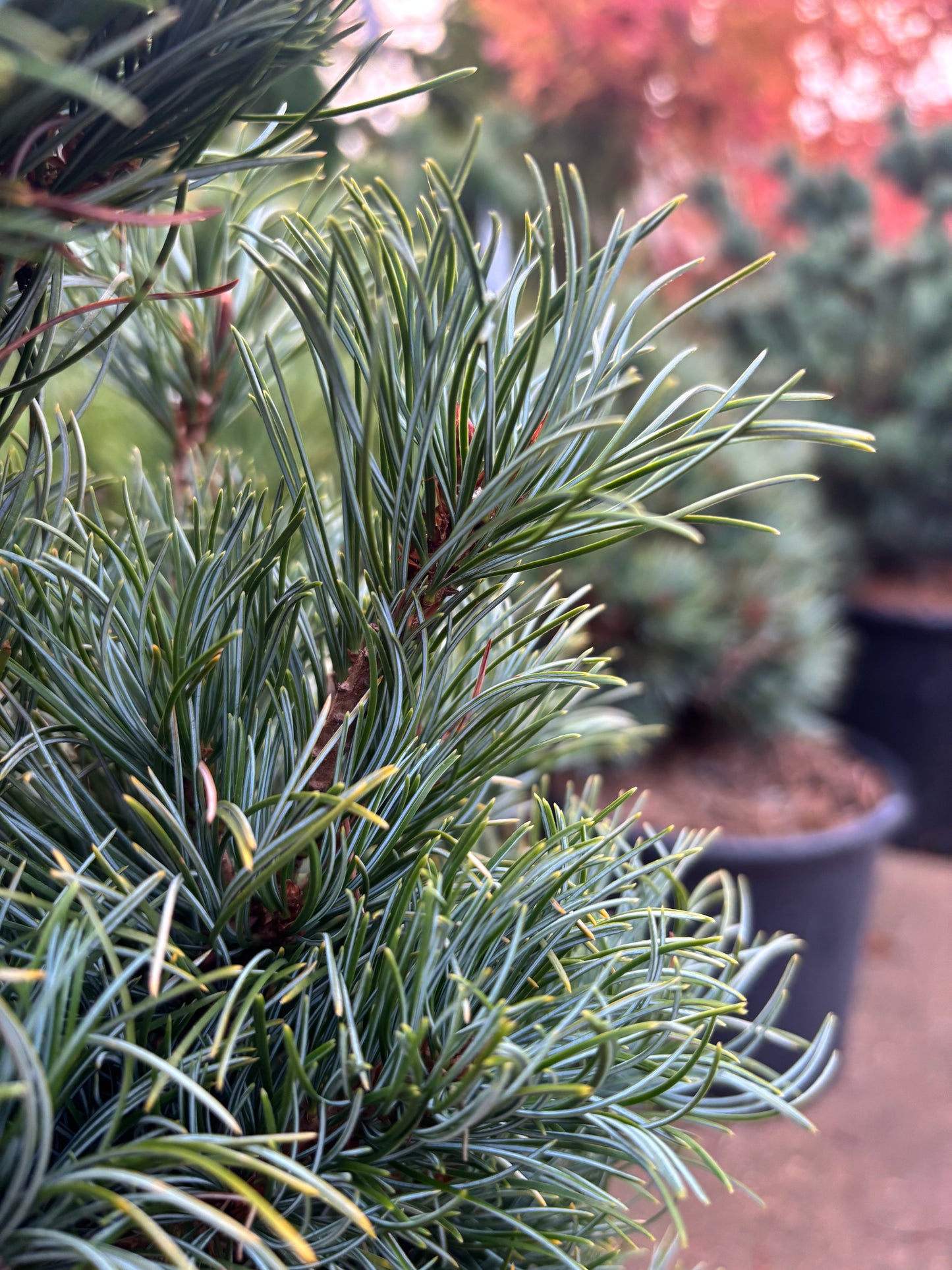 Pinus parviflora ‘Bergman’