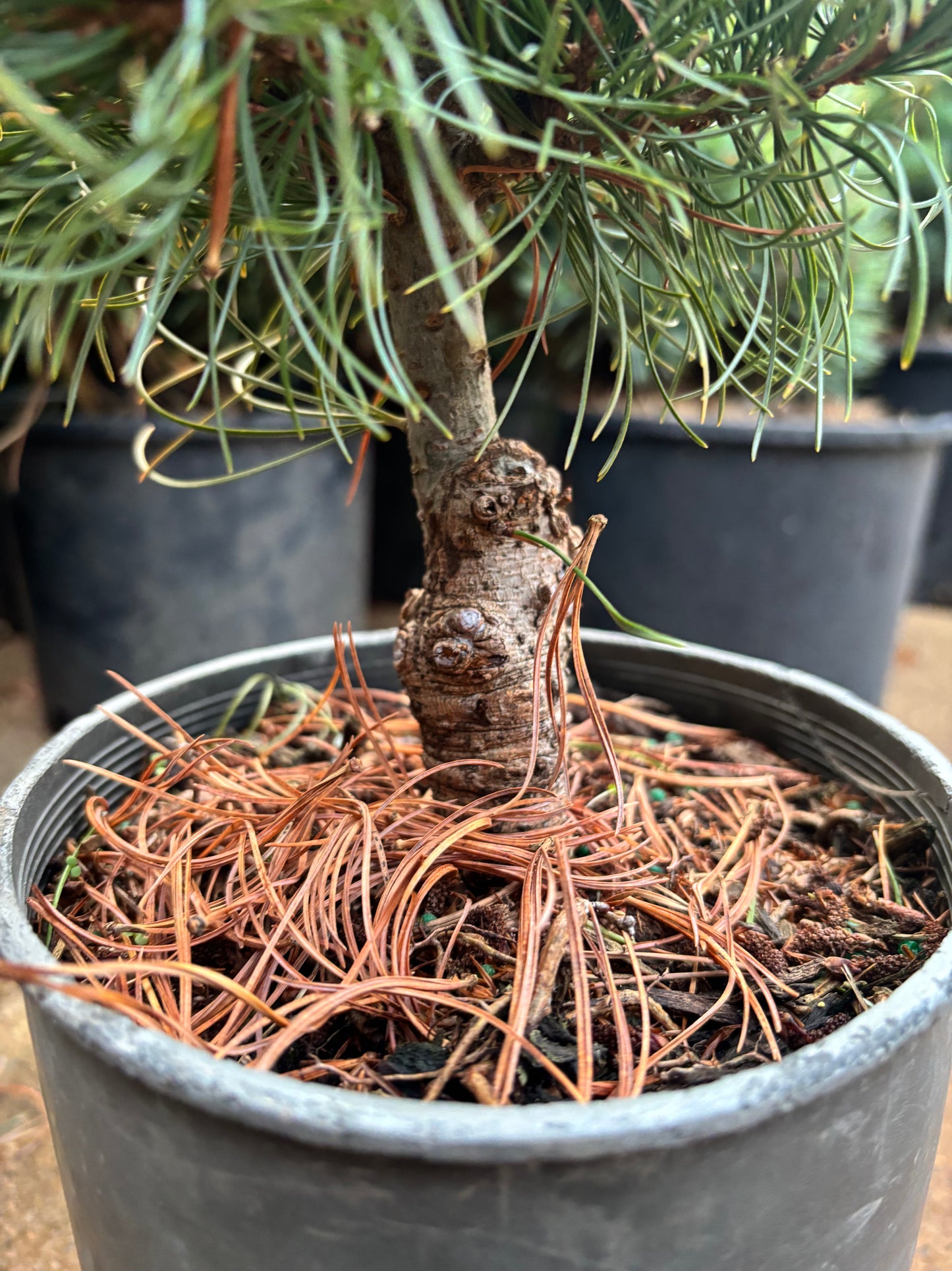 Pinus parviflora ‘Bergman’