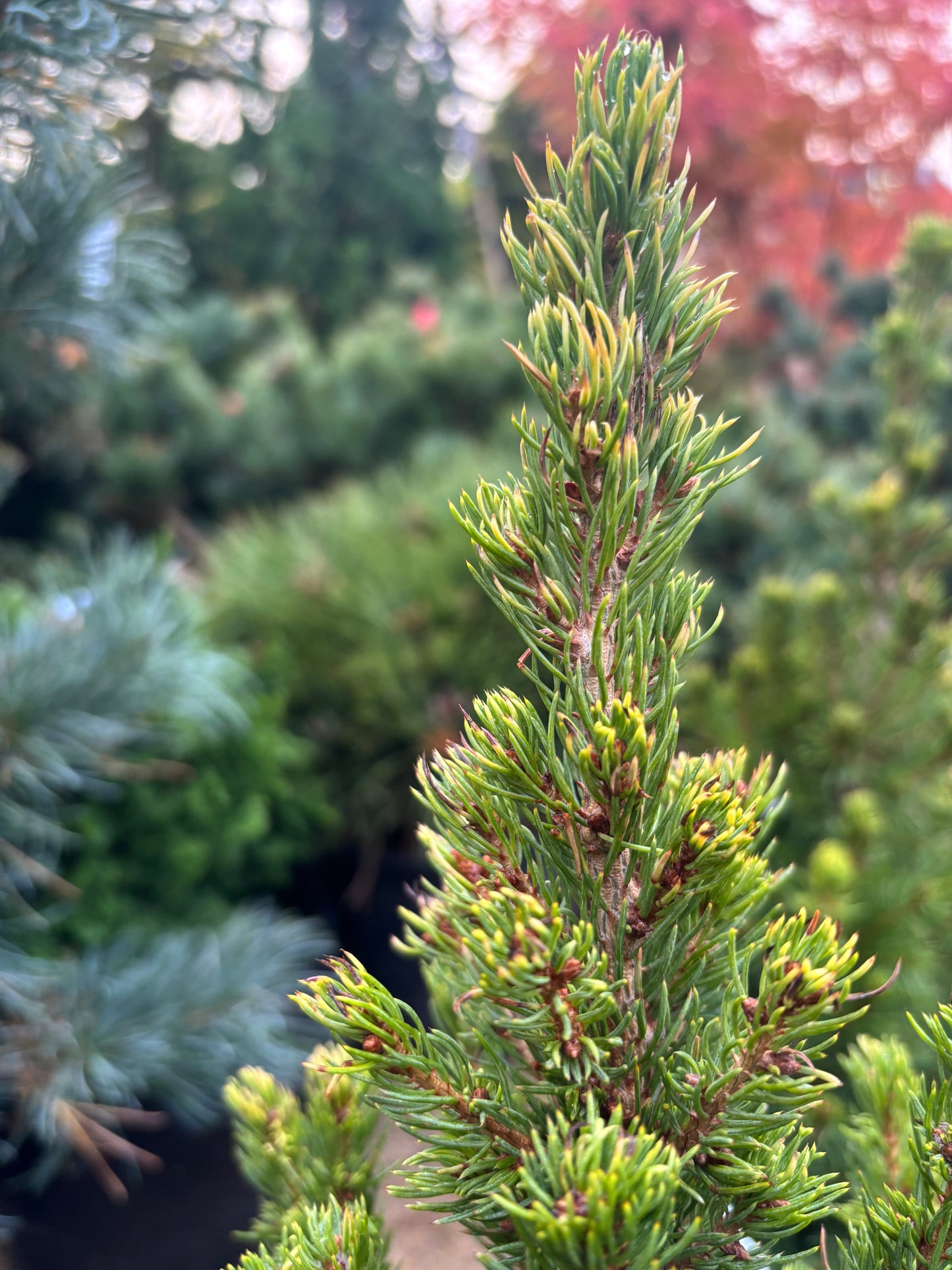 Picea glauca ‘Rainbow’s End’ Spruce