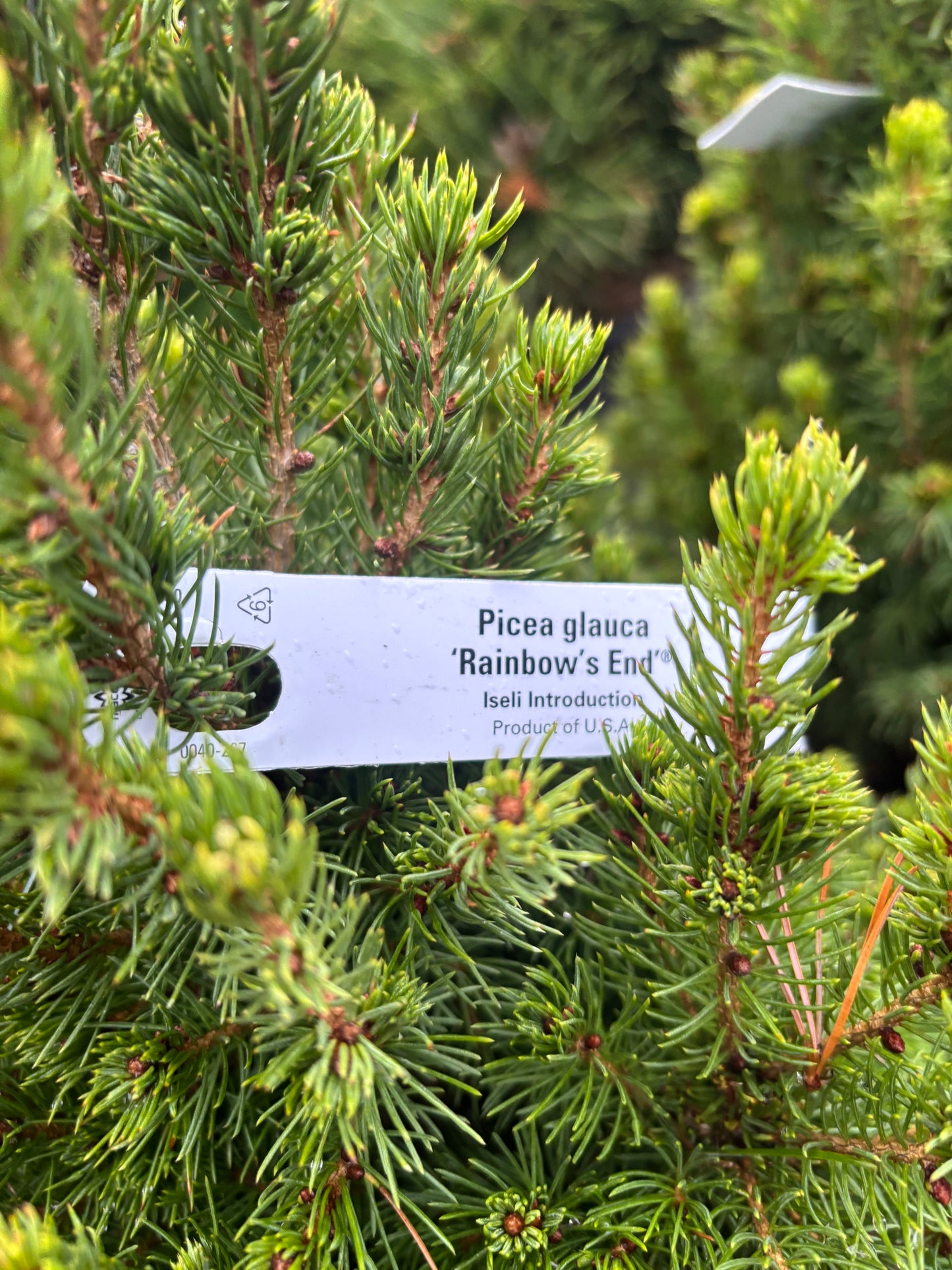 Picea glauca ‘Rainbow’s End’ Spruce