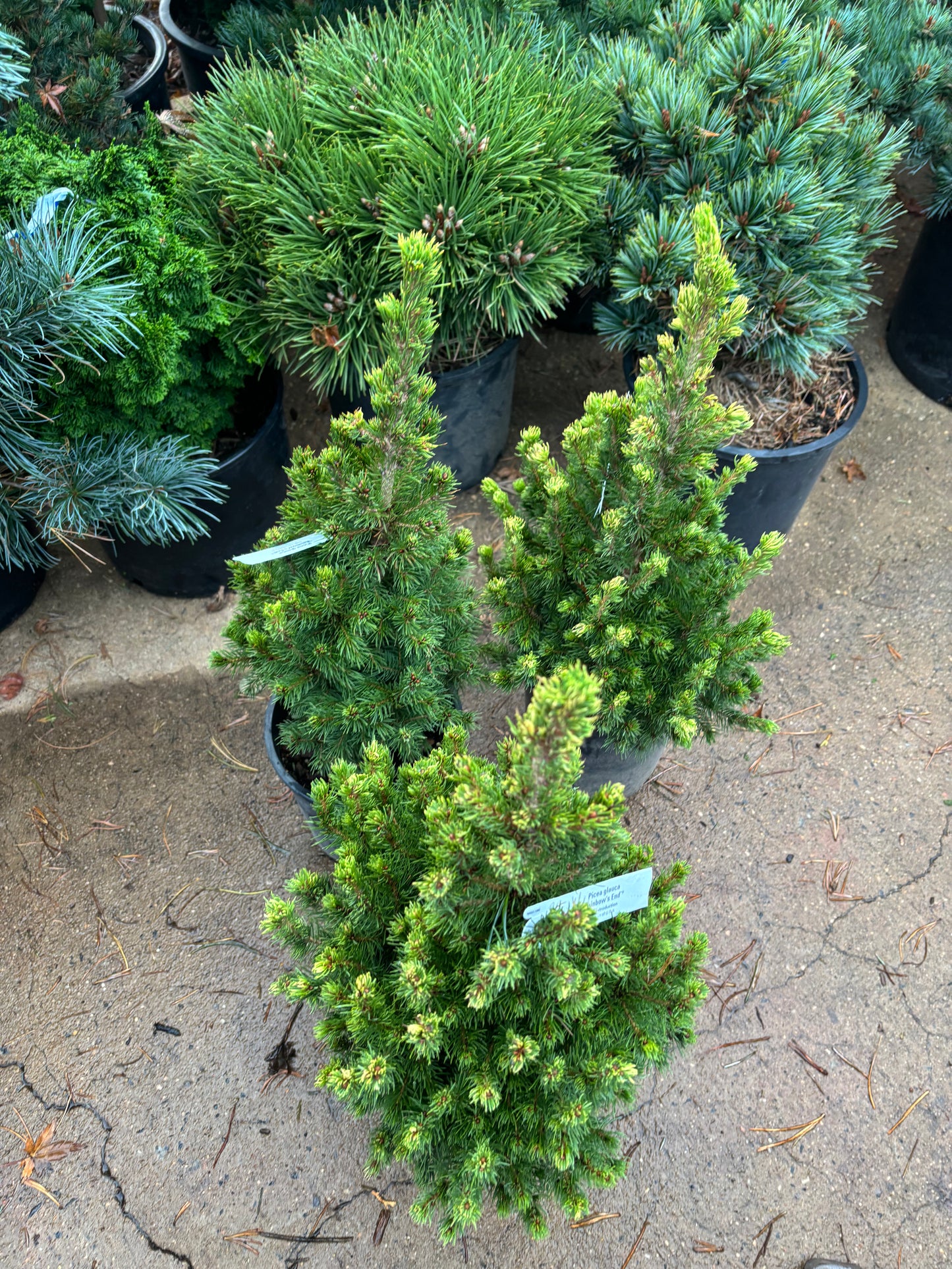 Picea glauca ‘Rainbow’s End’ Spruce