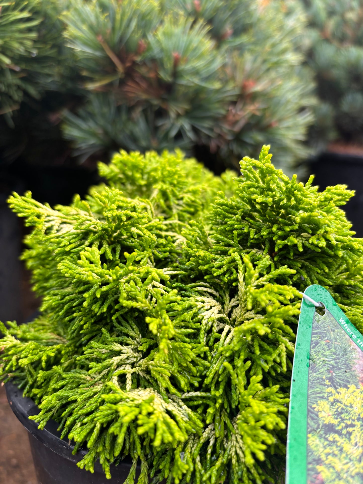 Chamaecyparis obtusa ‘Butterball’ Hinoki Cypress