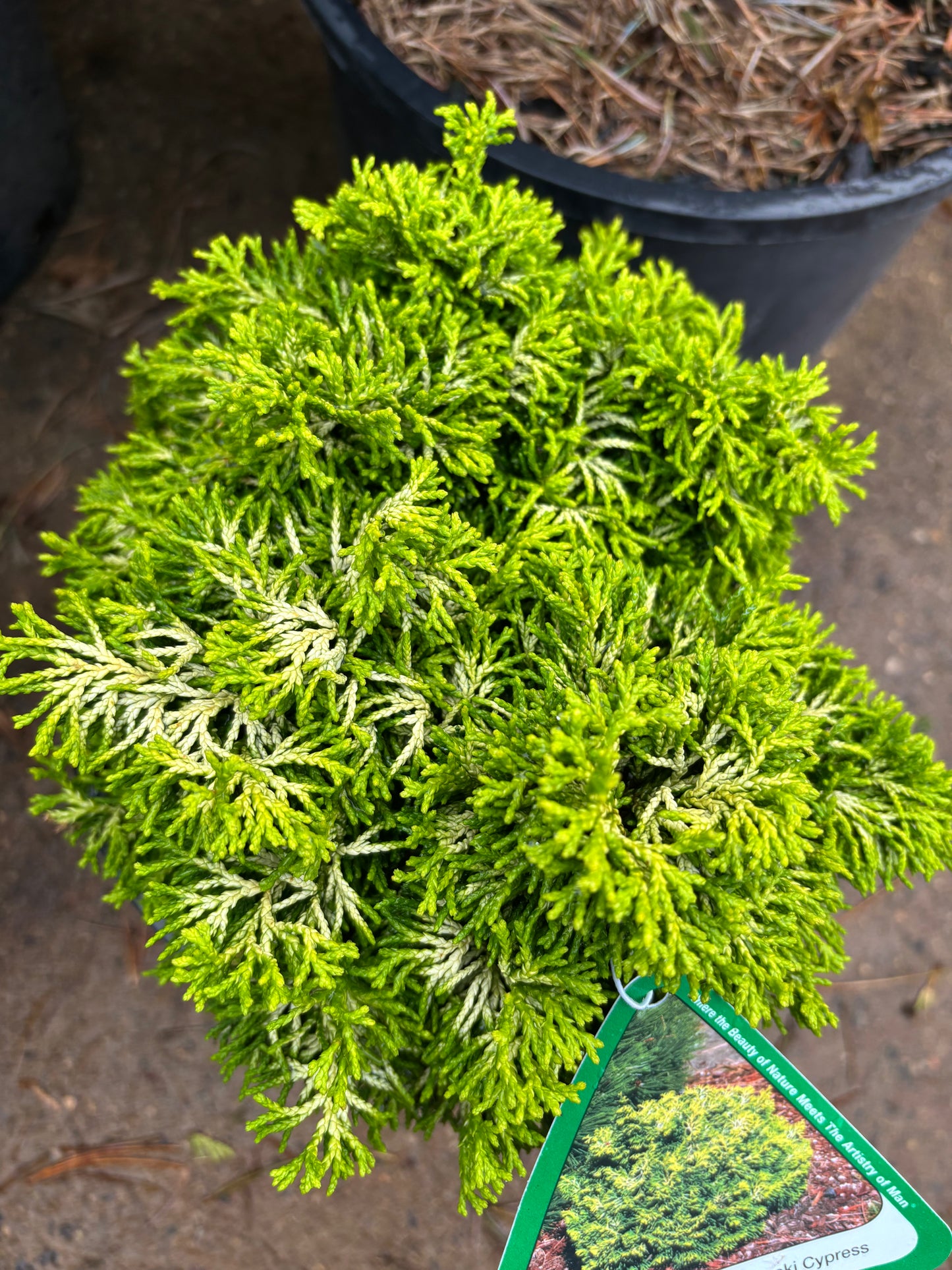 Chamaecyparis obtusa ‘Butterball’ Hinoki Cypress