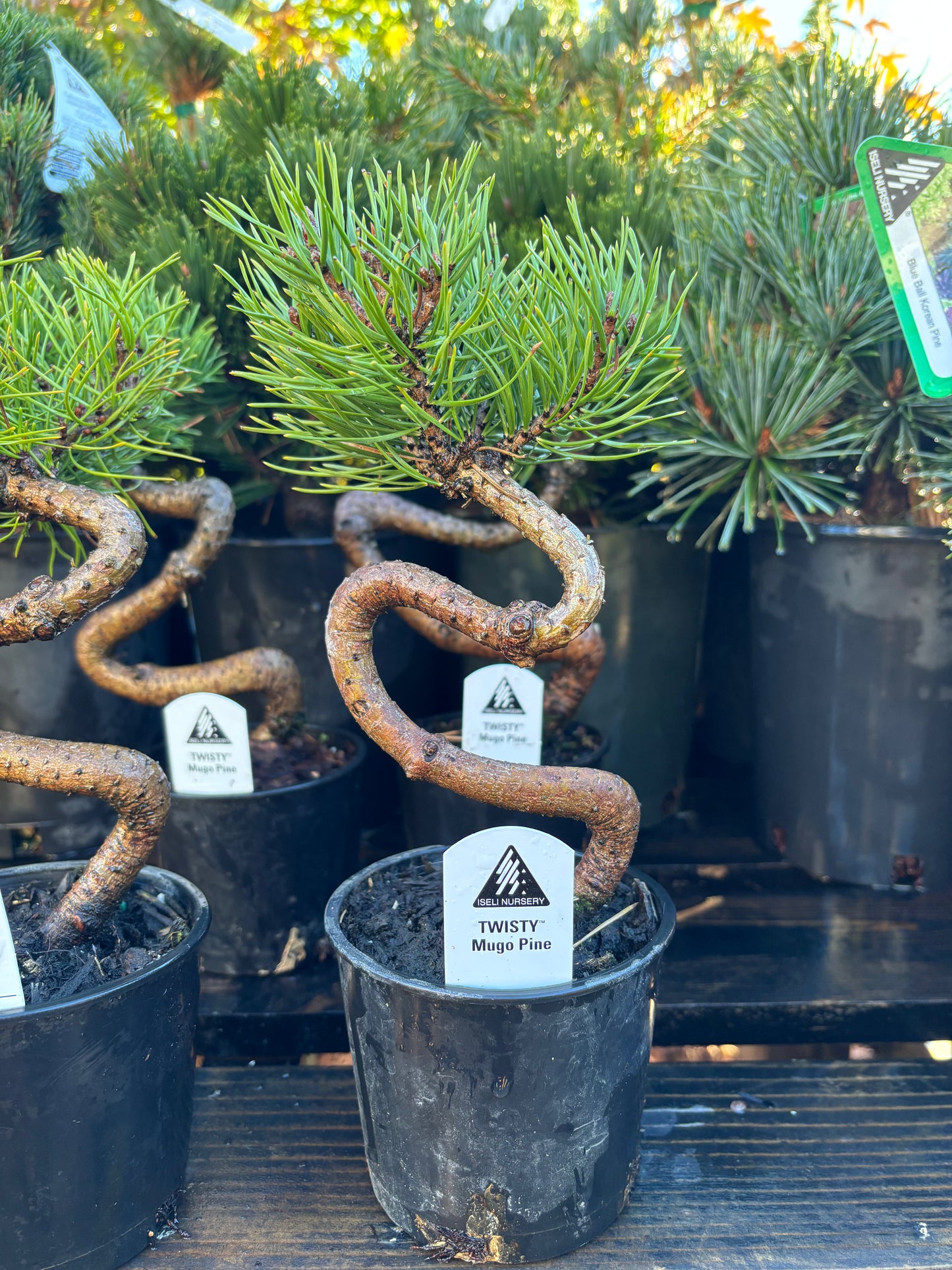 TWISTY mugo pine