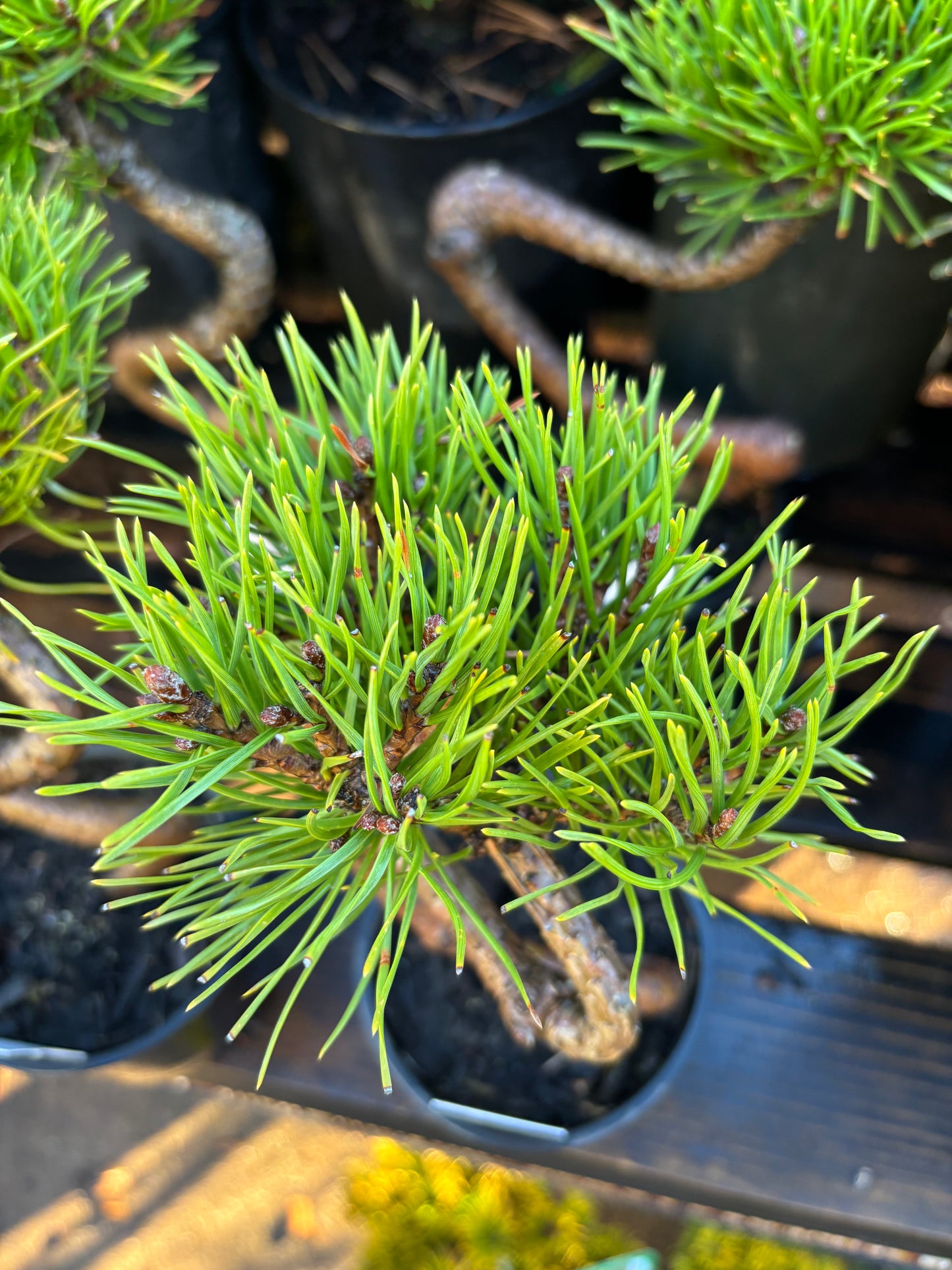 TWISTY mugo pine