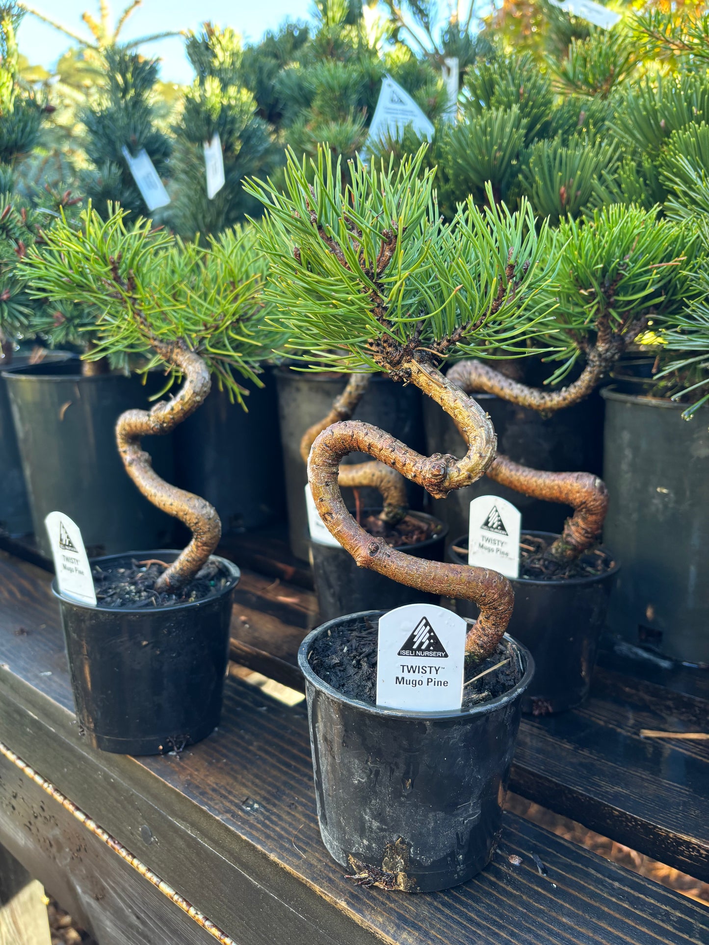 TWISTY mugo pine