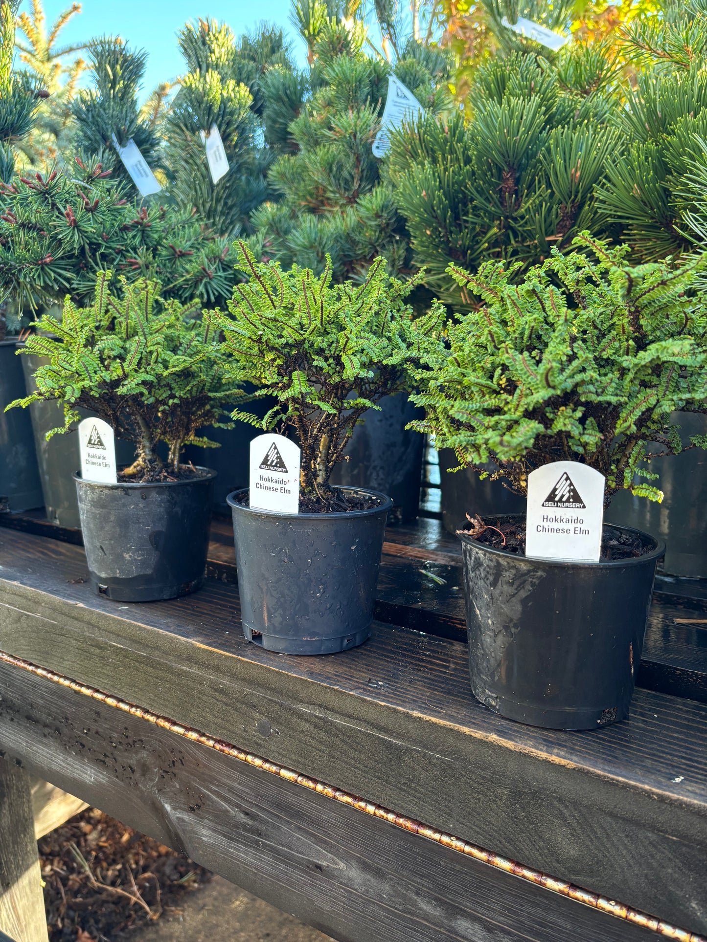 Hokkaido Chinese elm pre bonsai
