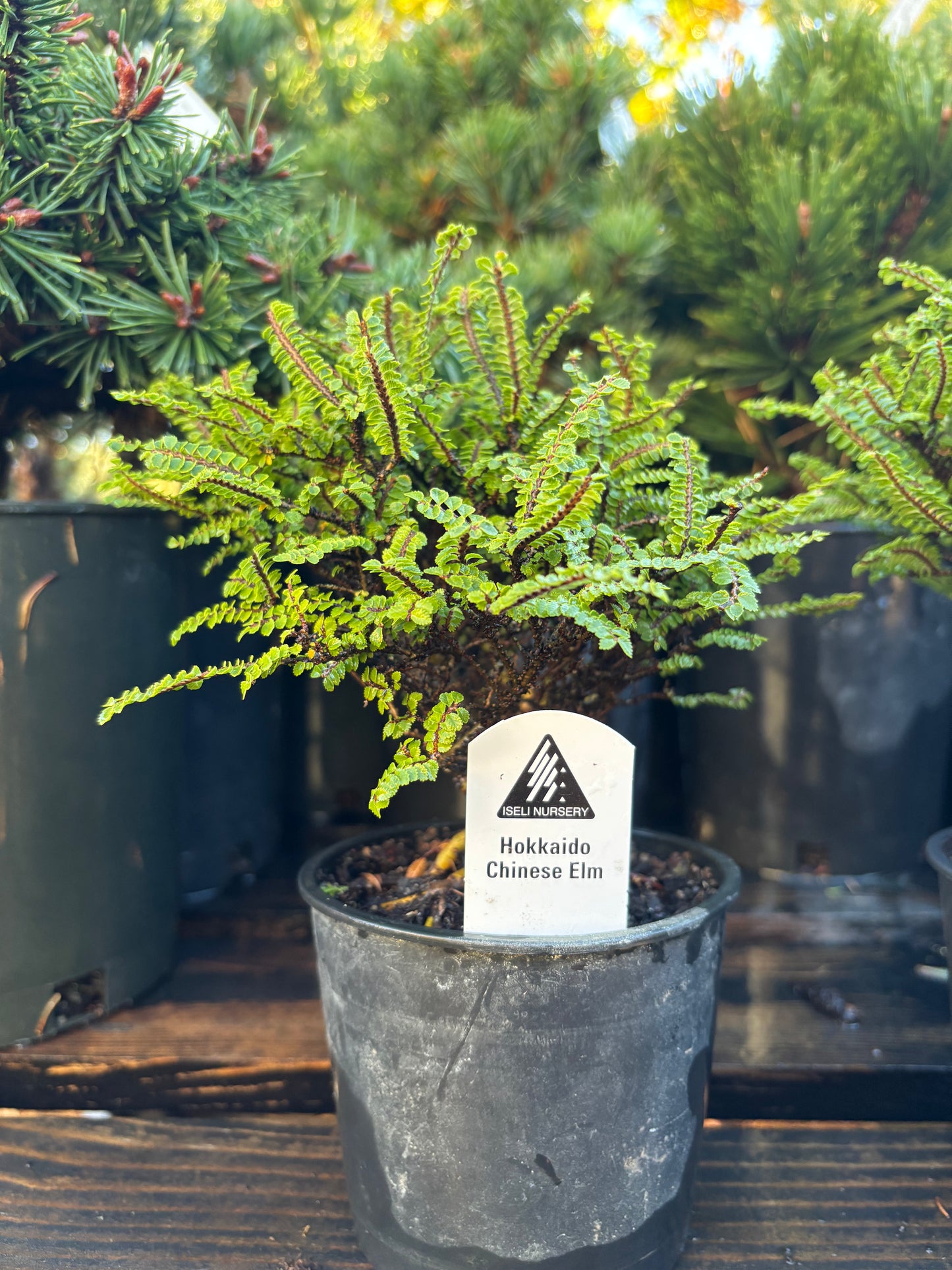Hokkaido Chinese elm pre bonsai