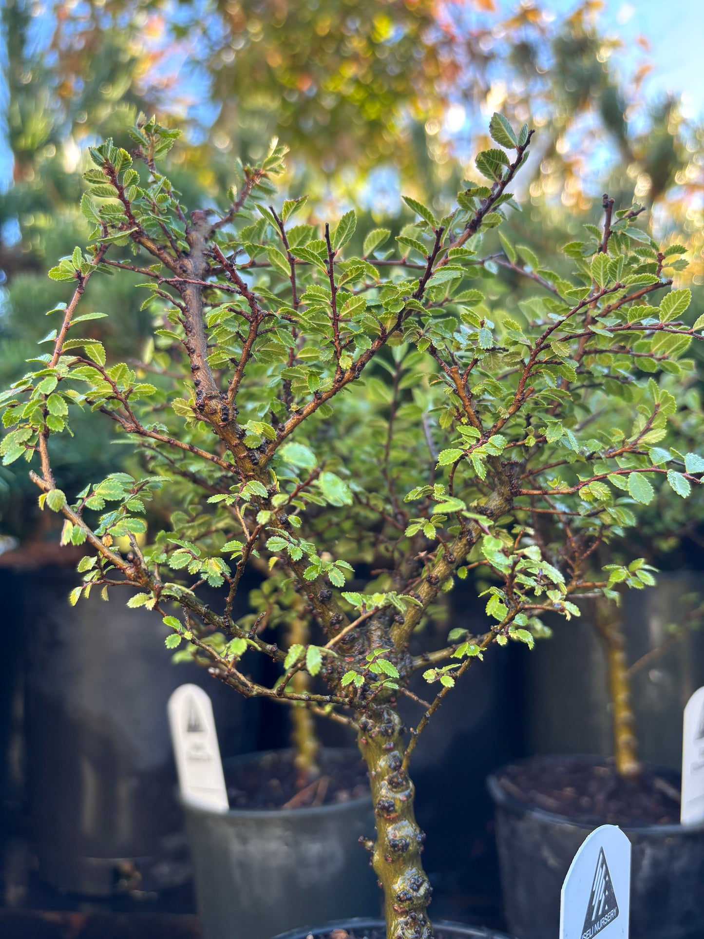 ‘Seiju’ Chinese Elm Pre Bonsai