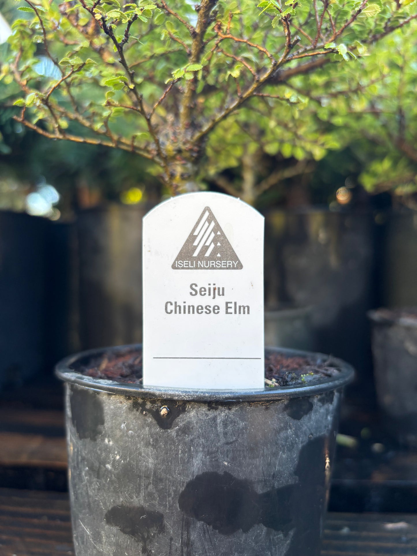 ‘Seiju’ Chinese Elm Pre Bonsai