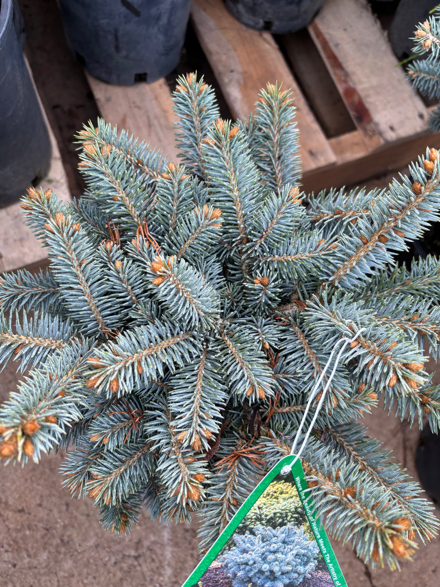 Picea pungens ‘Globosa’ Dwarf Globe Blue Spruce