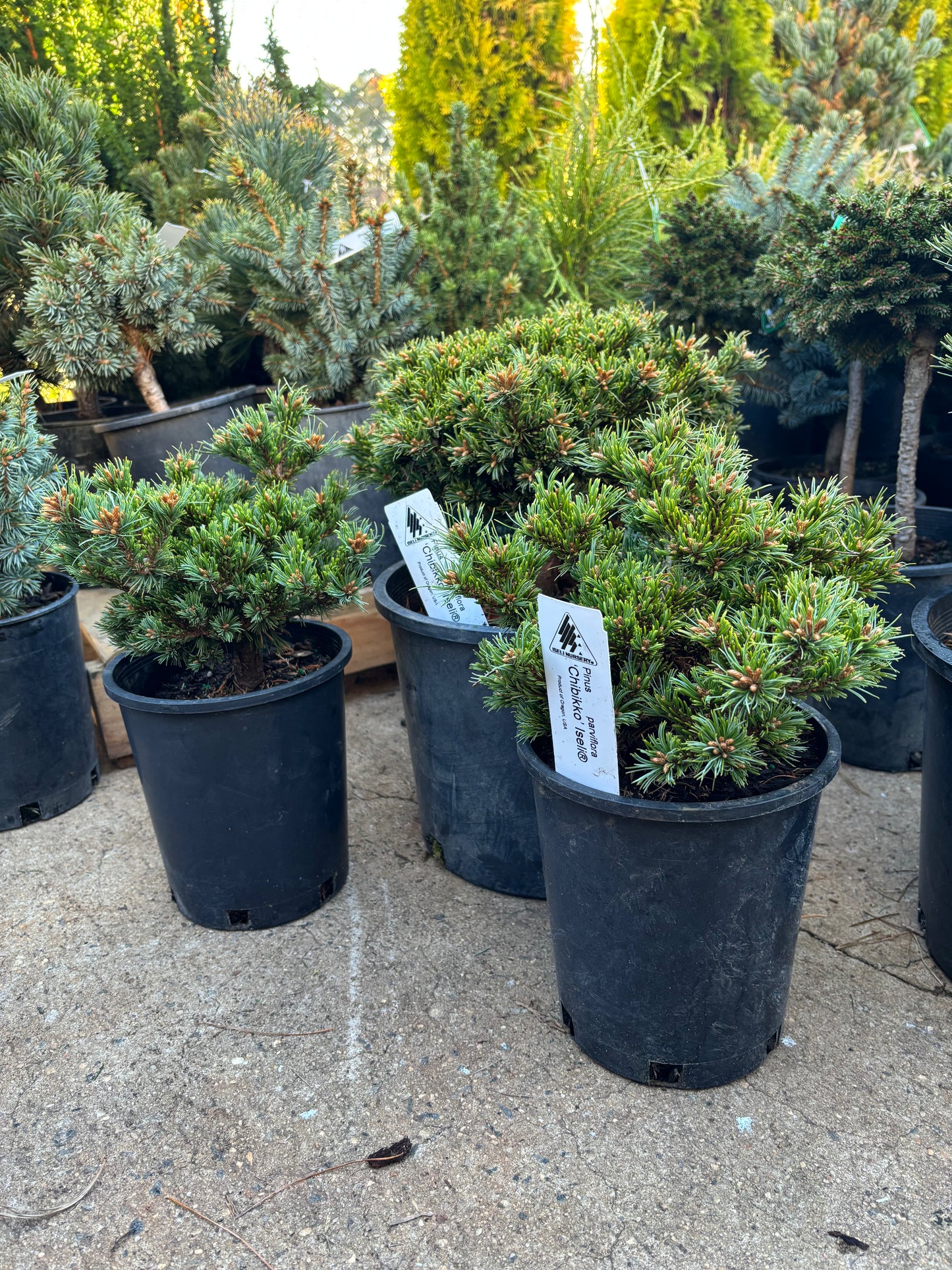 Pinus parviflora ‘Chibikko’