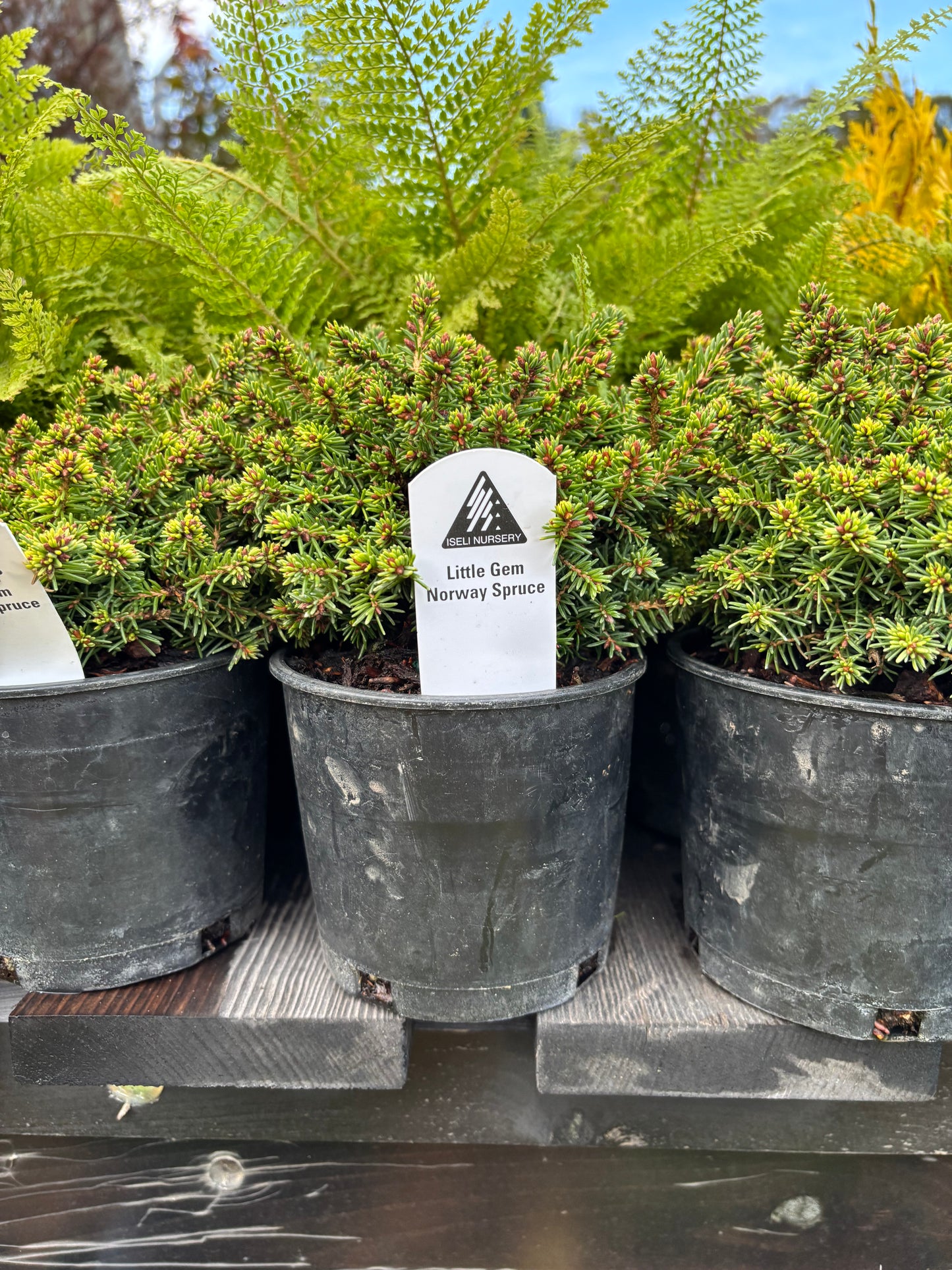 Picea Abies ‘Little Gem’ Norway Spruce