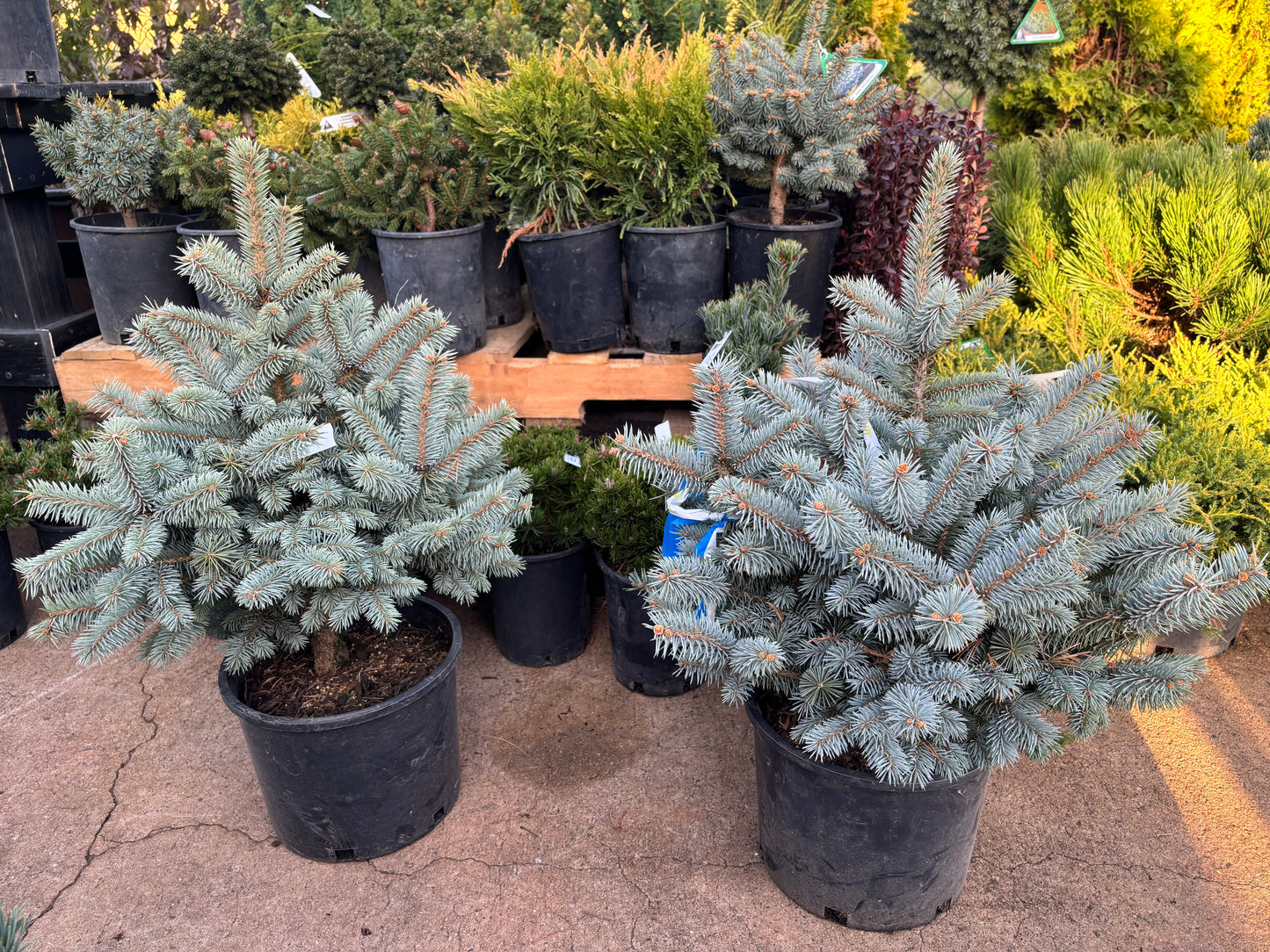 Picea pungens ‘Monty’ Colorado Blue Spruce