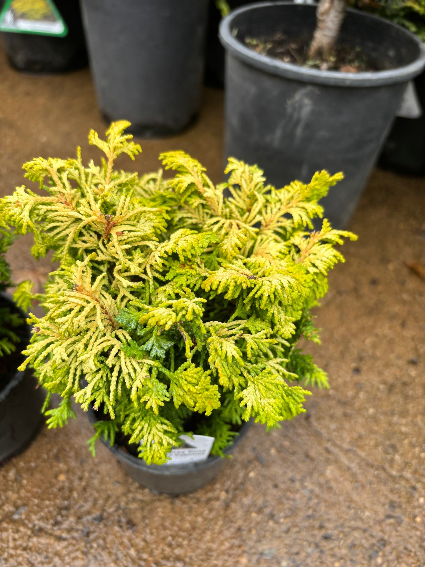 ‘Fernspray Gold’ Hinoki Cypress (Chamaecyparis obtusa)