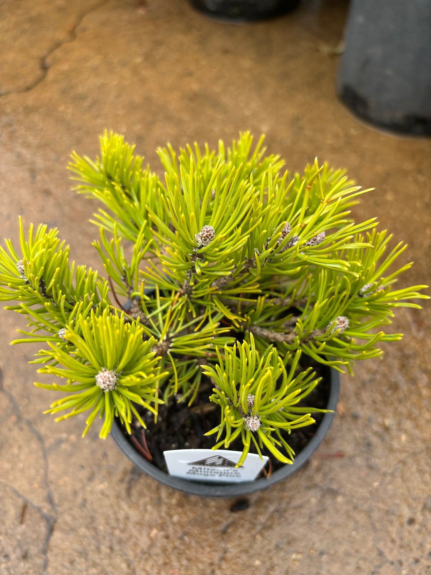 Pinus mugo ‘Mitsch’s Mini’ Dwarf Mugo Pine