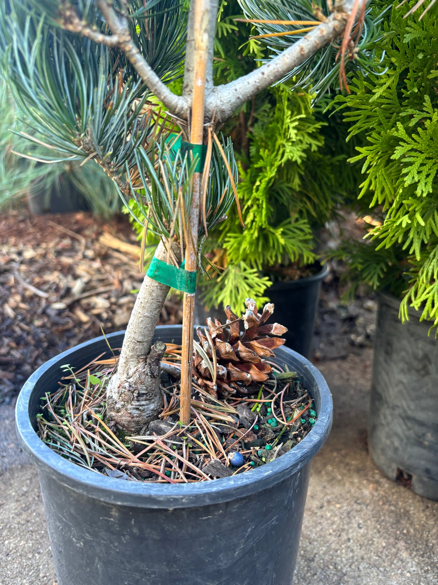 Pinus parviflora ‘Glauca Brevifolia’