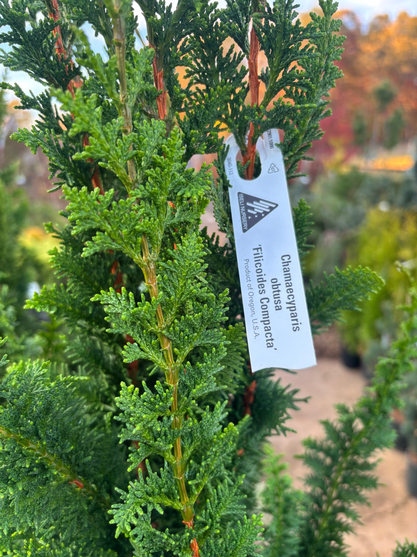 ‘Filicoides Compacta’ Fernleaf Hinoki cypress