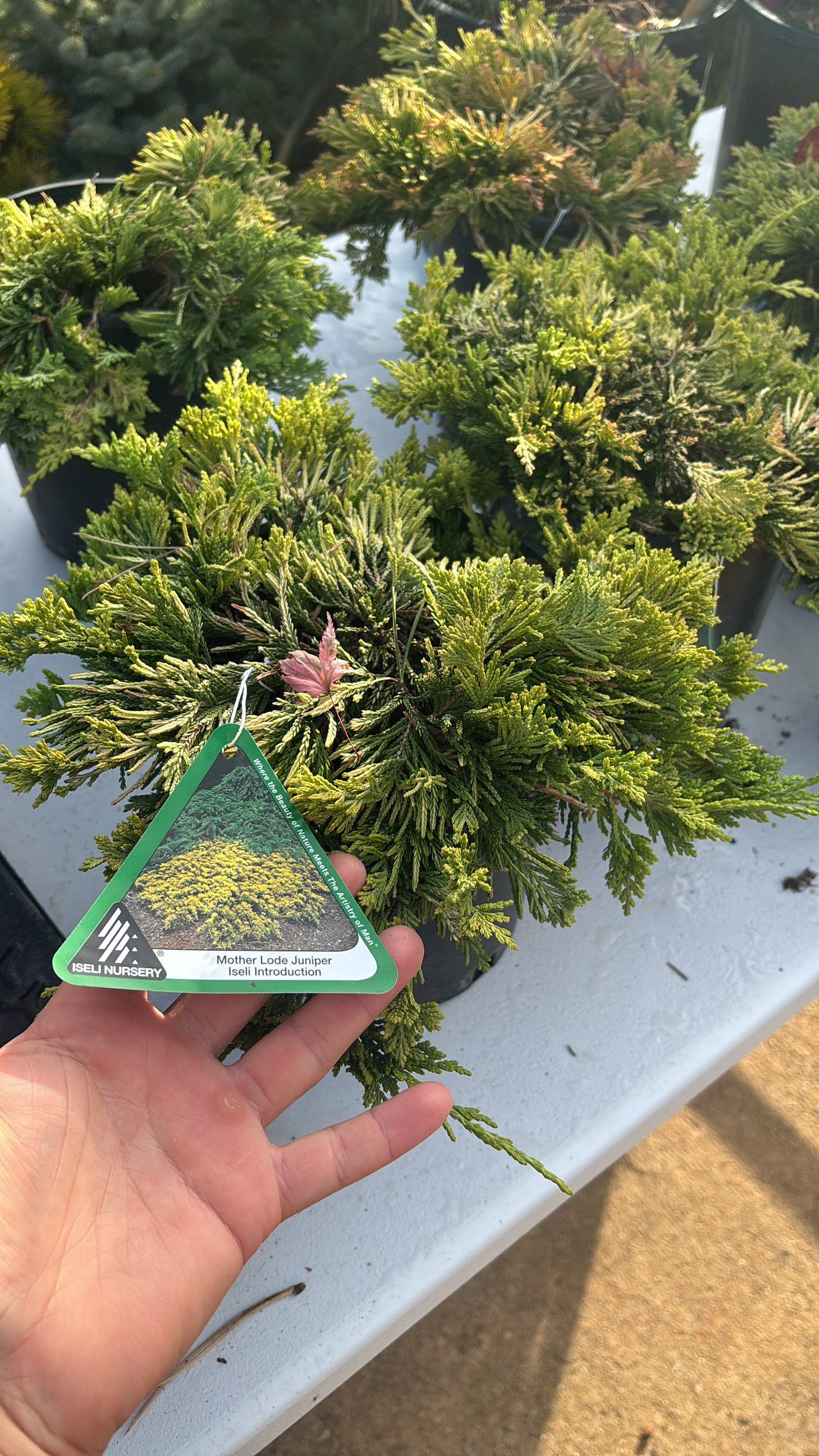 Mother Lode Juniper