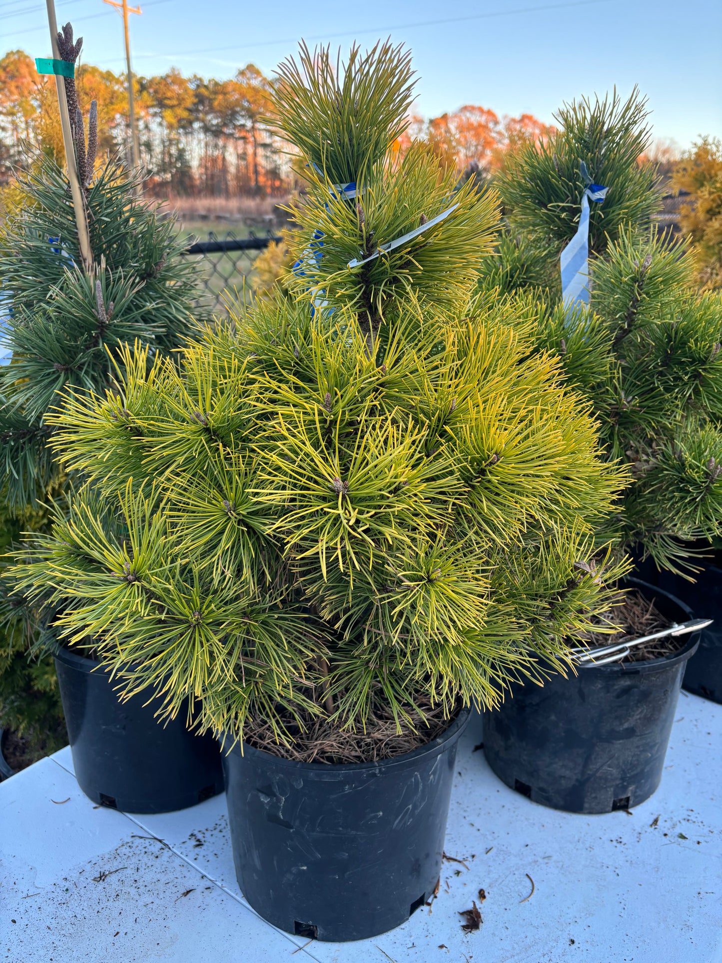 Pinus mugo ‘Wintersonne’