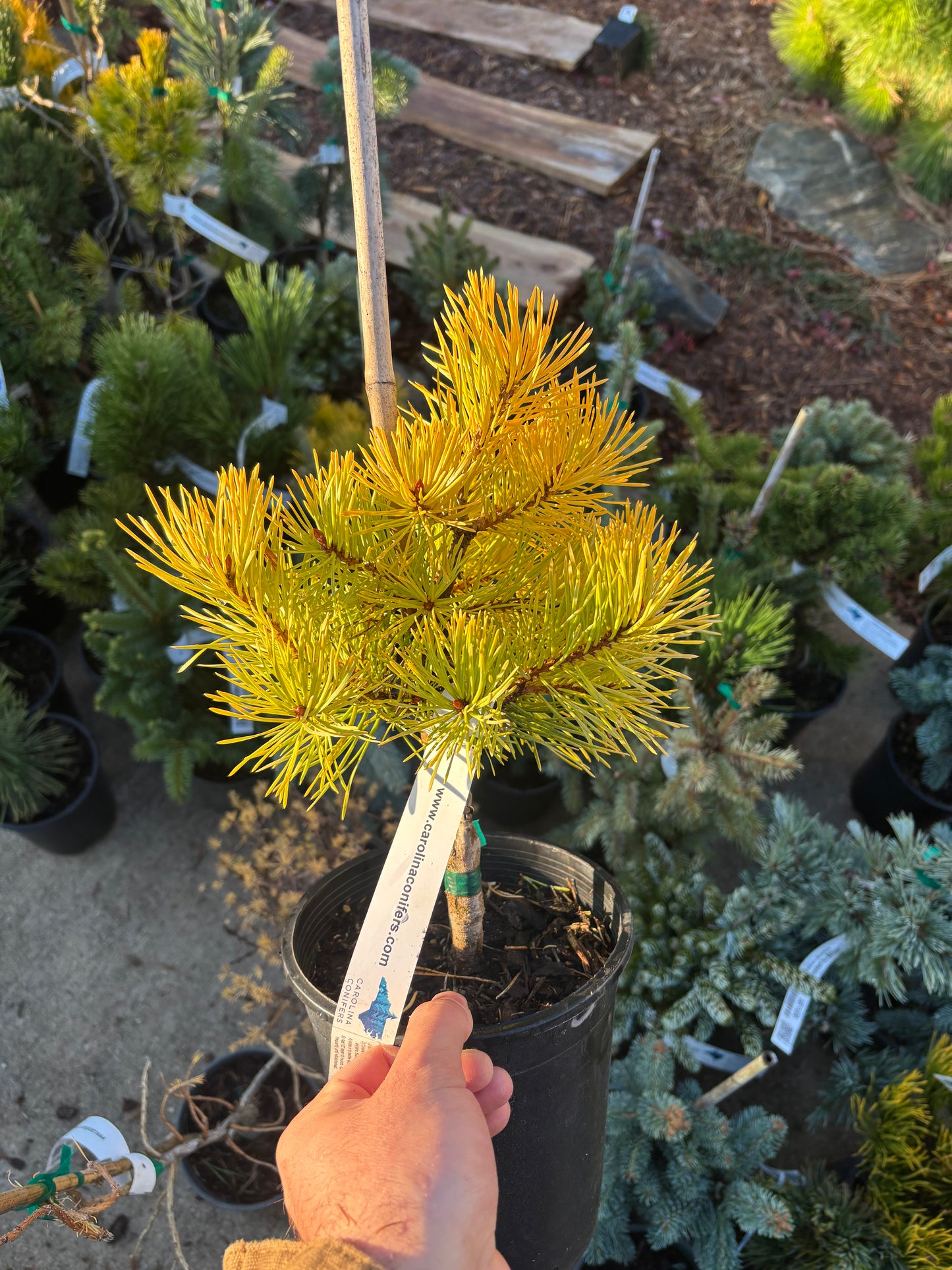 Pinus Sylvestris ‘Gold Coin’