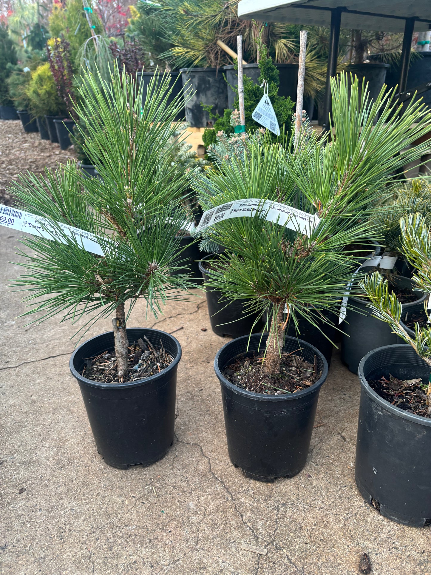 Pinus thunbergii ‘Baker Street Broom’