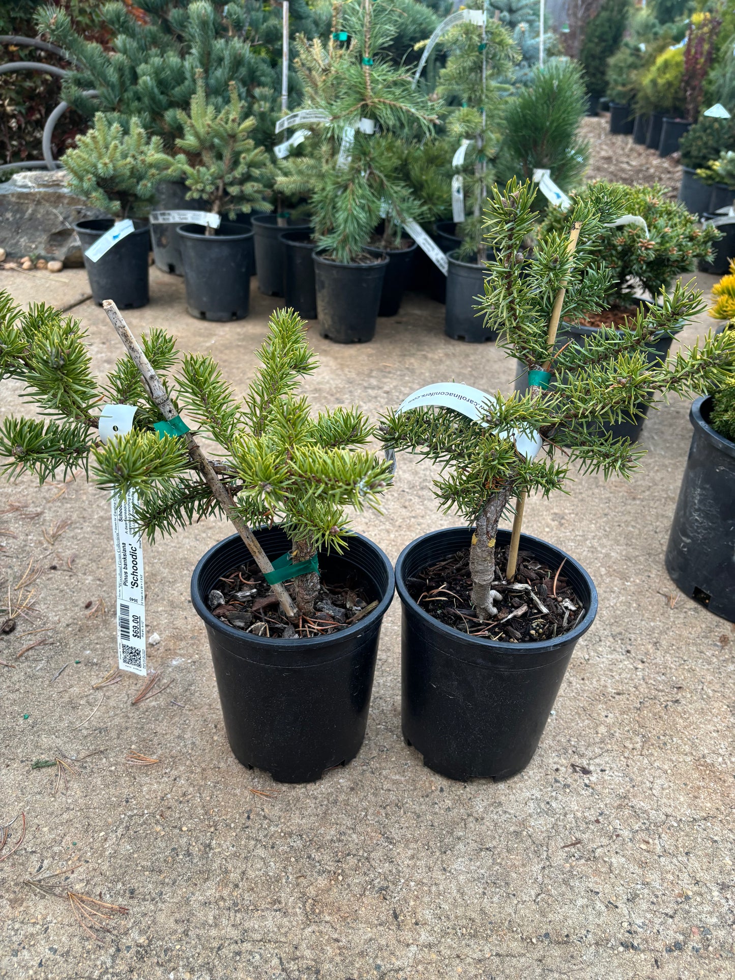 Pinus banksiana ‘Schoodic’