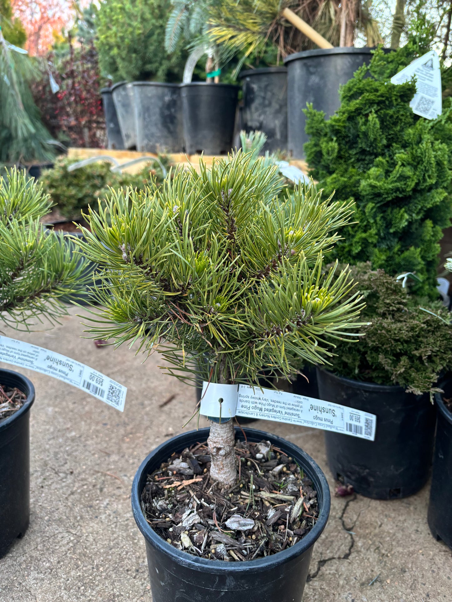 Pinus mugo ‘Sunshine’