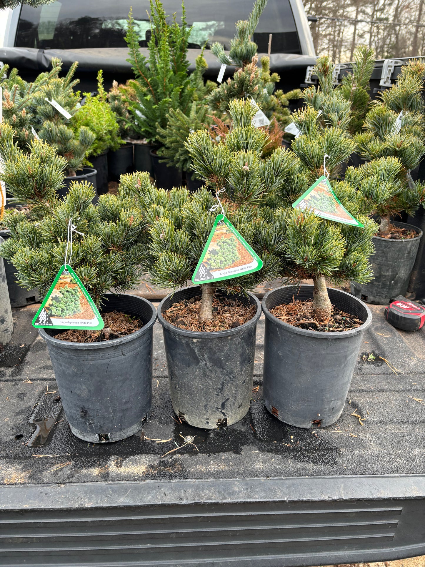 Pinus parviflora ‘Kinpo’