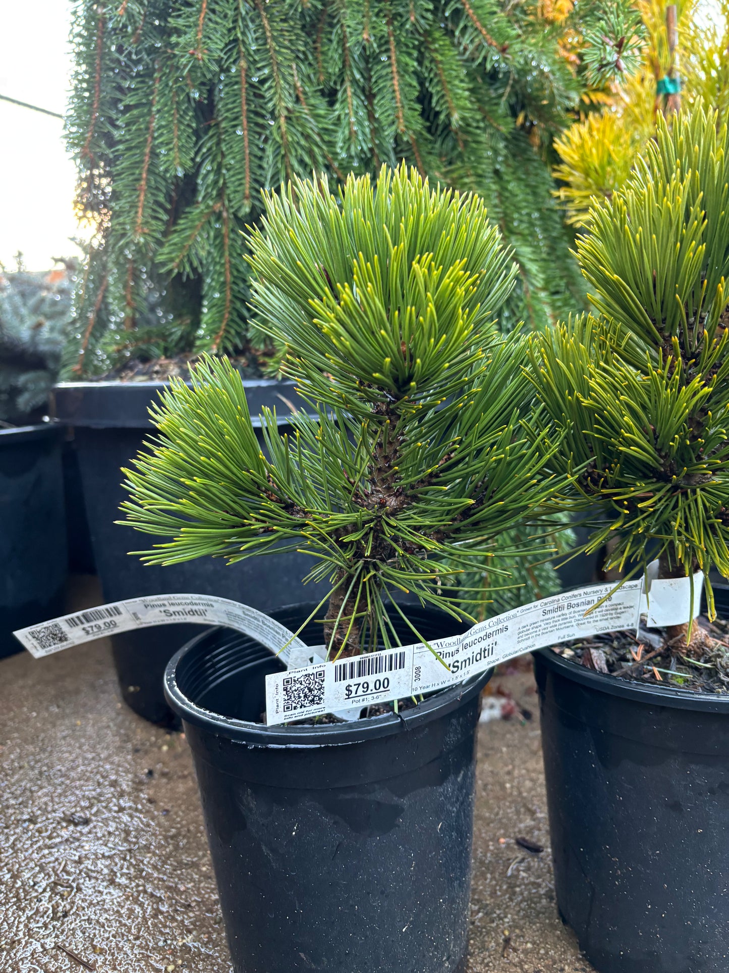 Pinus heldreichii (leucodermis) ‘Smidtii’ Bosnian Pine