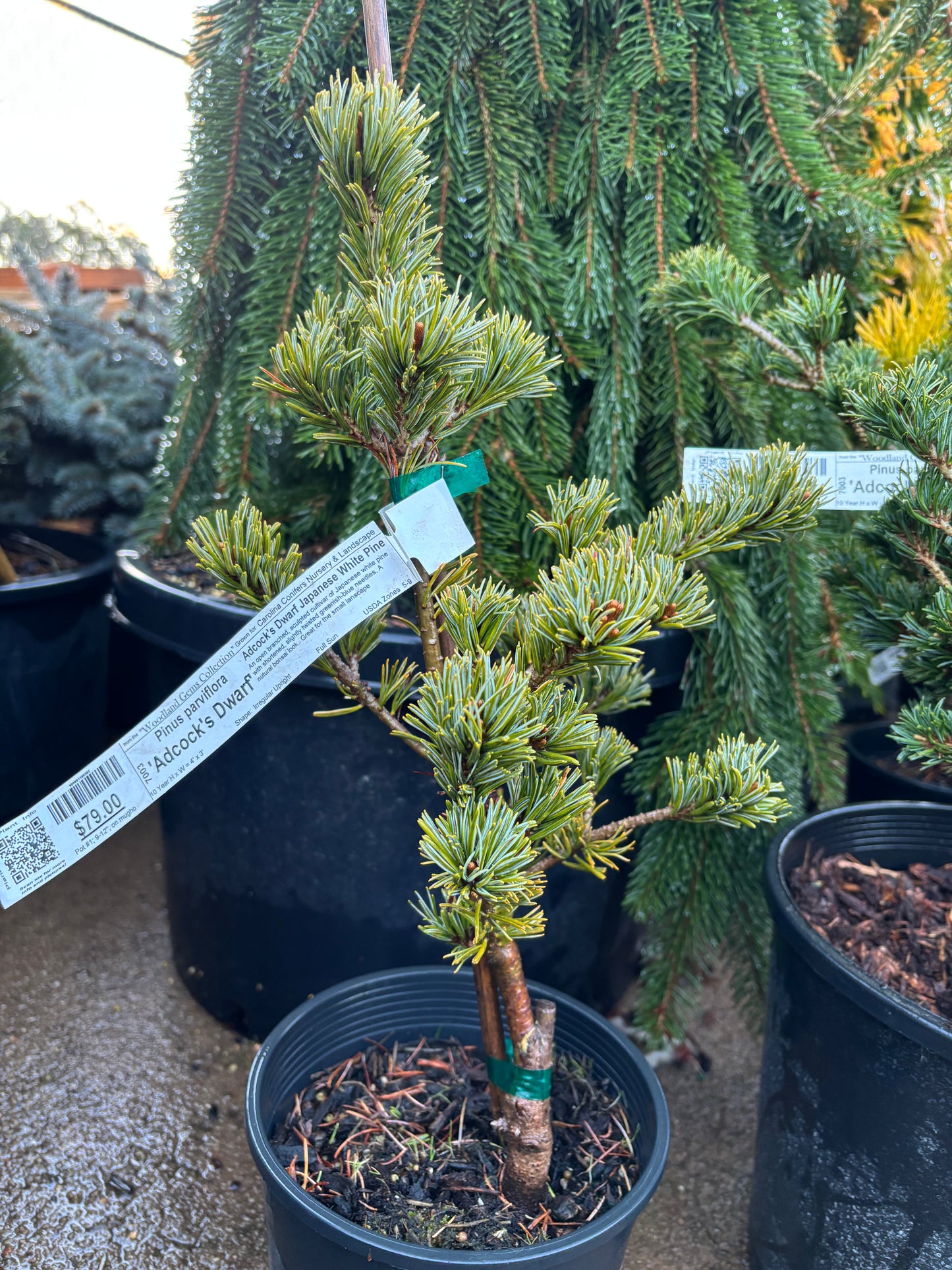 Pinus parviflora ‘Adcock’s Dwarf’ on mugo understock