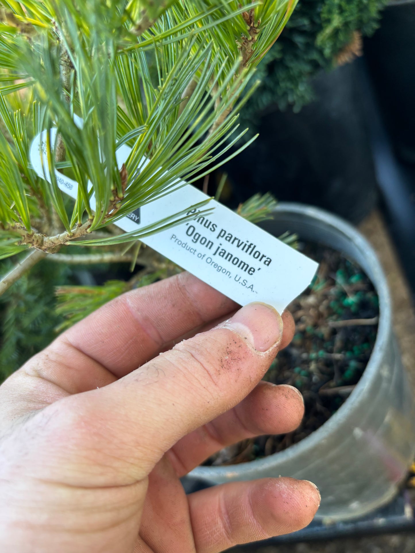 Pinus parviflora ‘Ogon Janome’