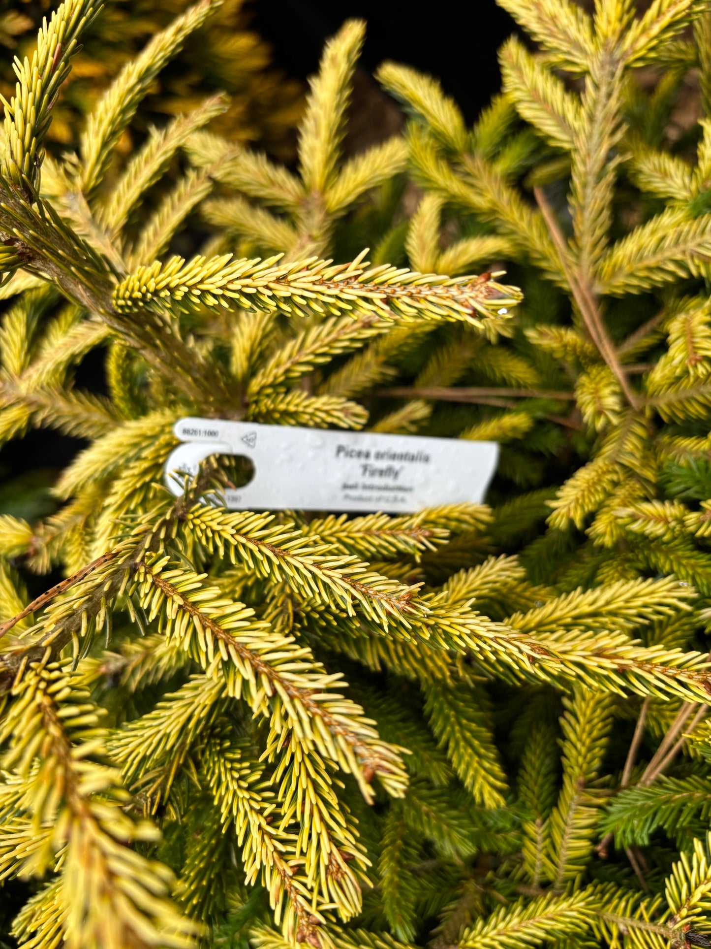 Picea orientalis ‘Firefly’