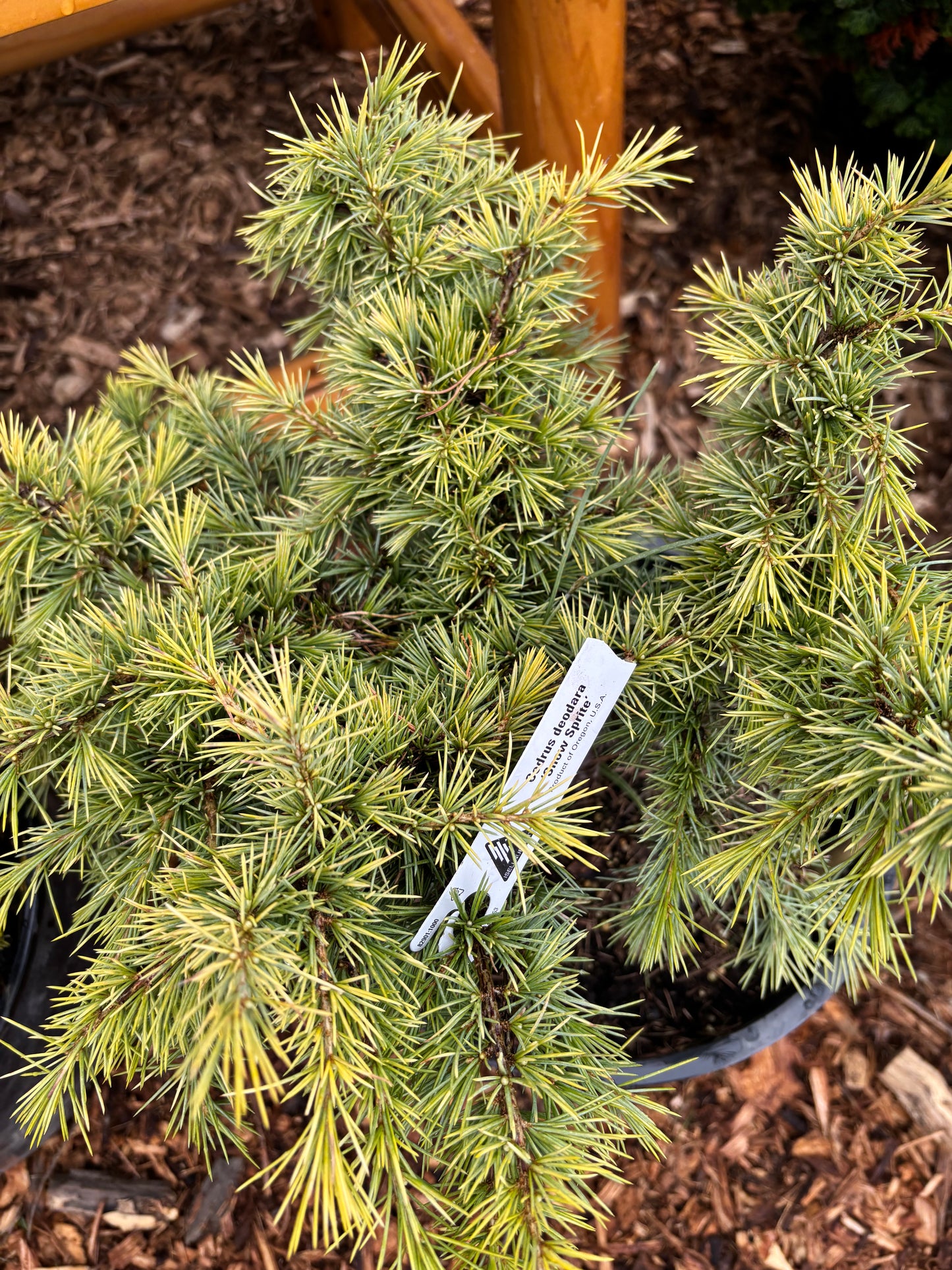 Cedrus deodora 'Snow Sprite'