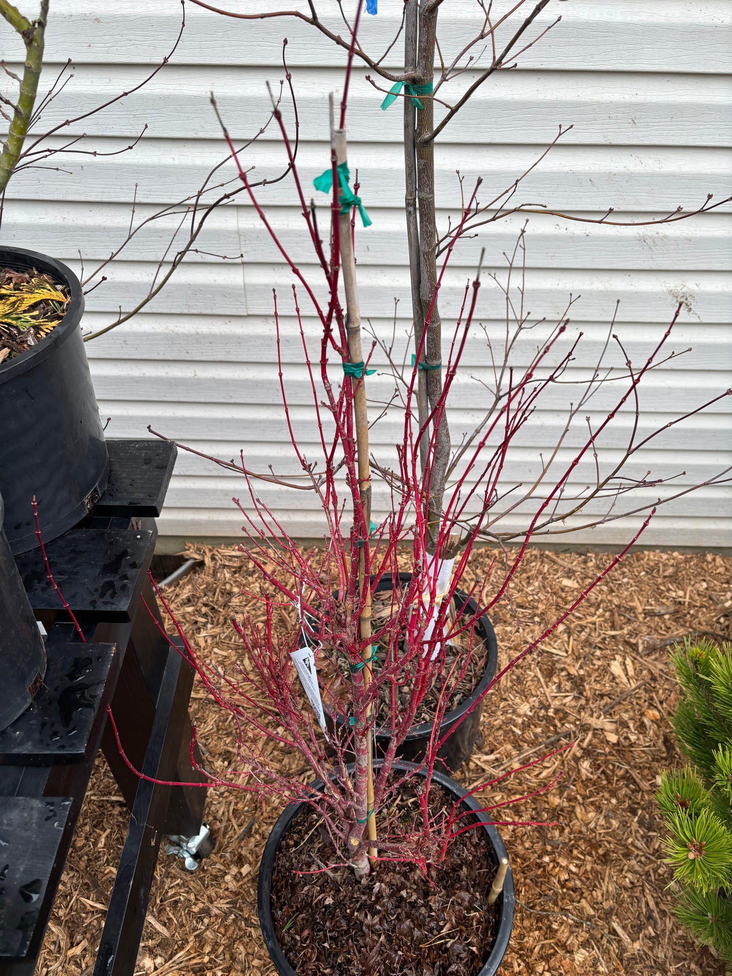 Acer palmatum 'Little Sango'