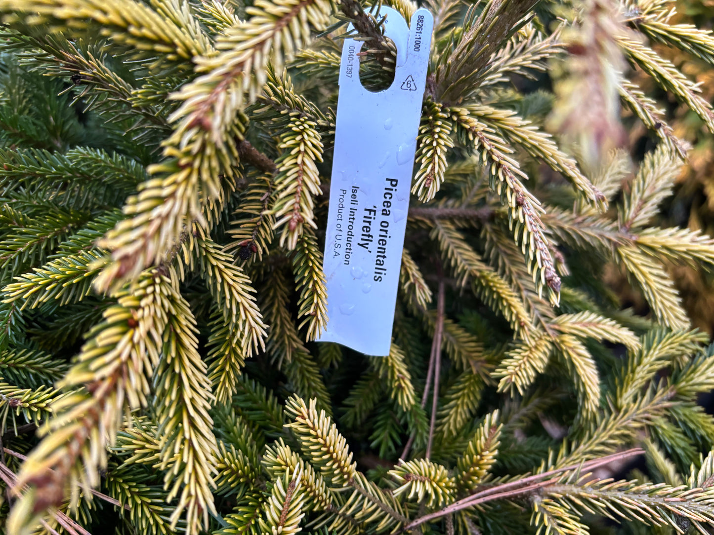 Picea orientalis ‘Firefly’