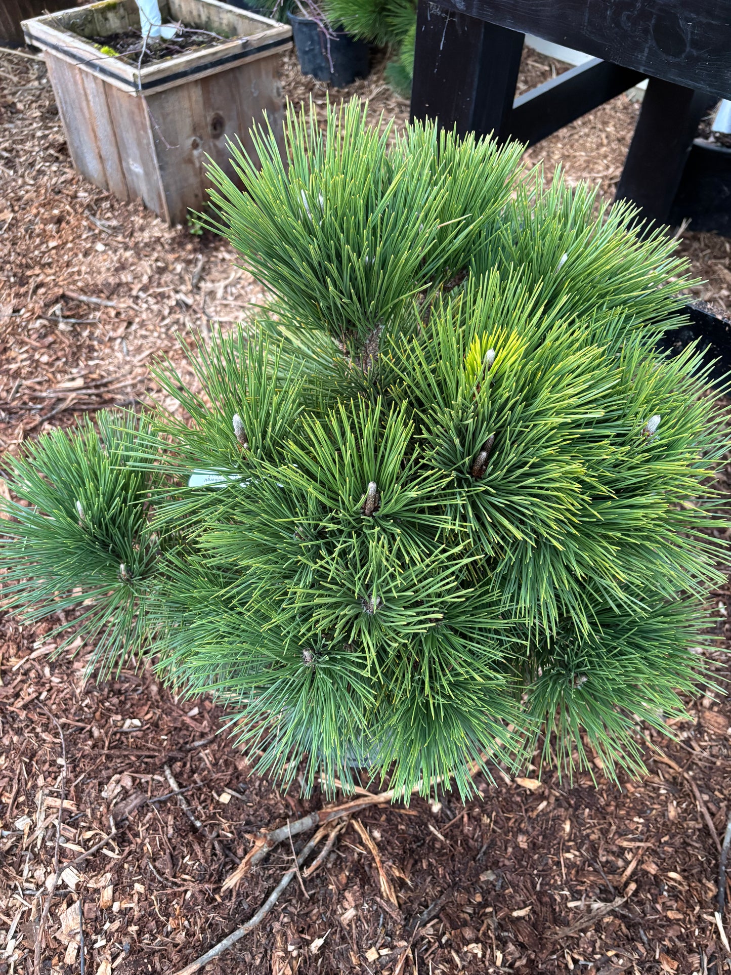 Pinus thunbergii ‘Thunderhead’